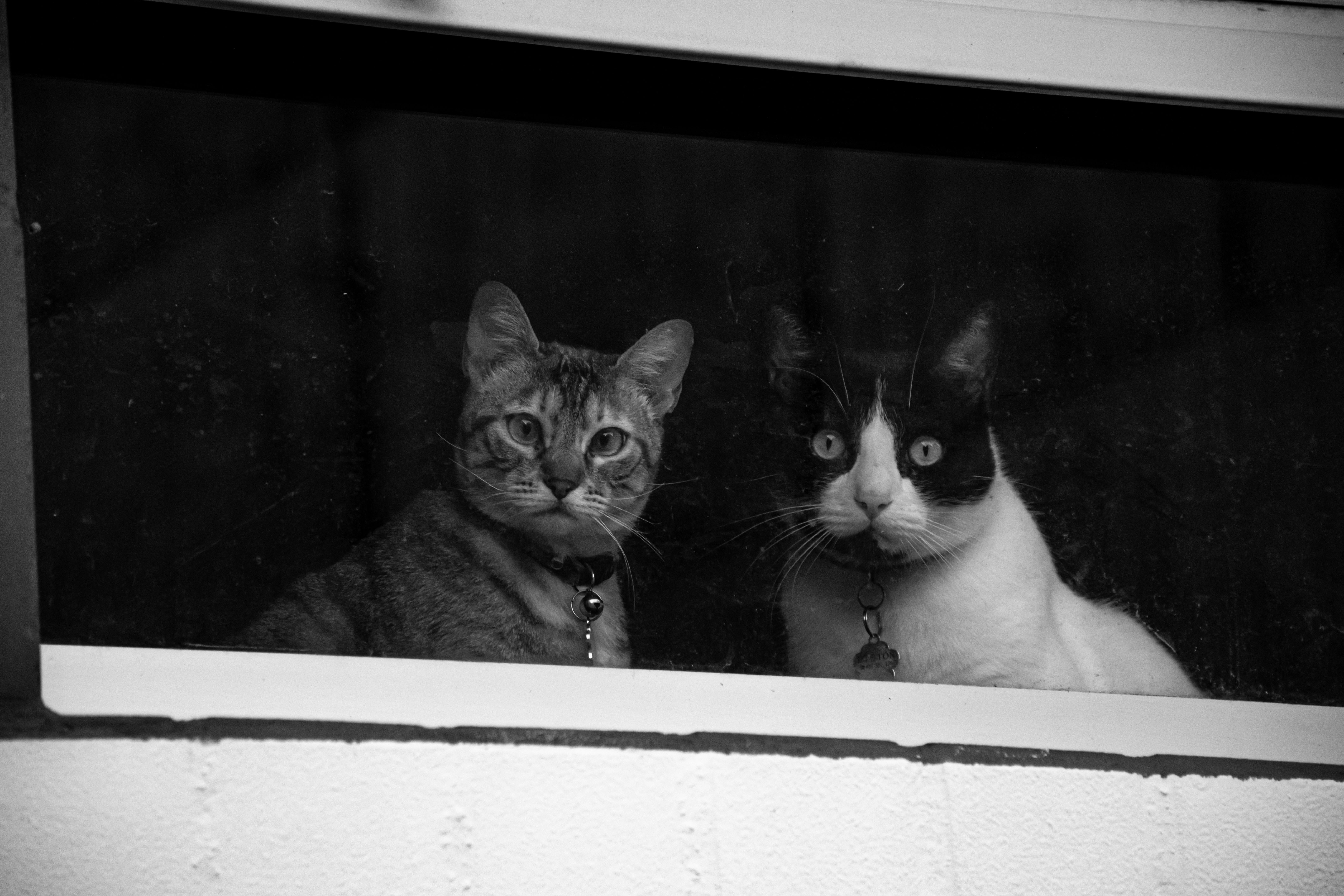 Gatos a la ventana