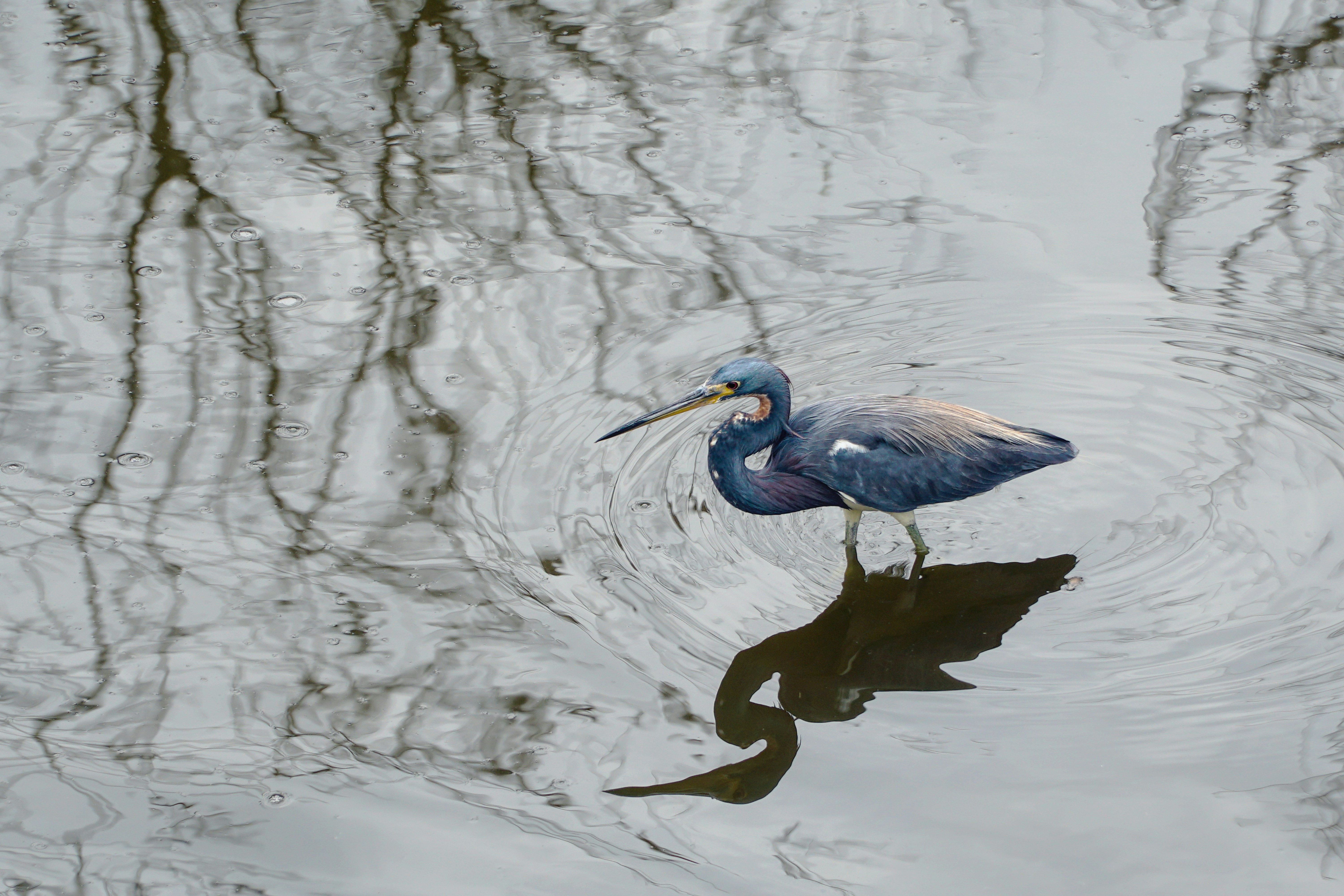 A tricolored heron wading in calm water with tree reflections