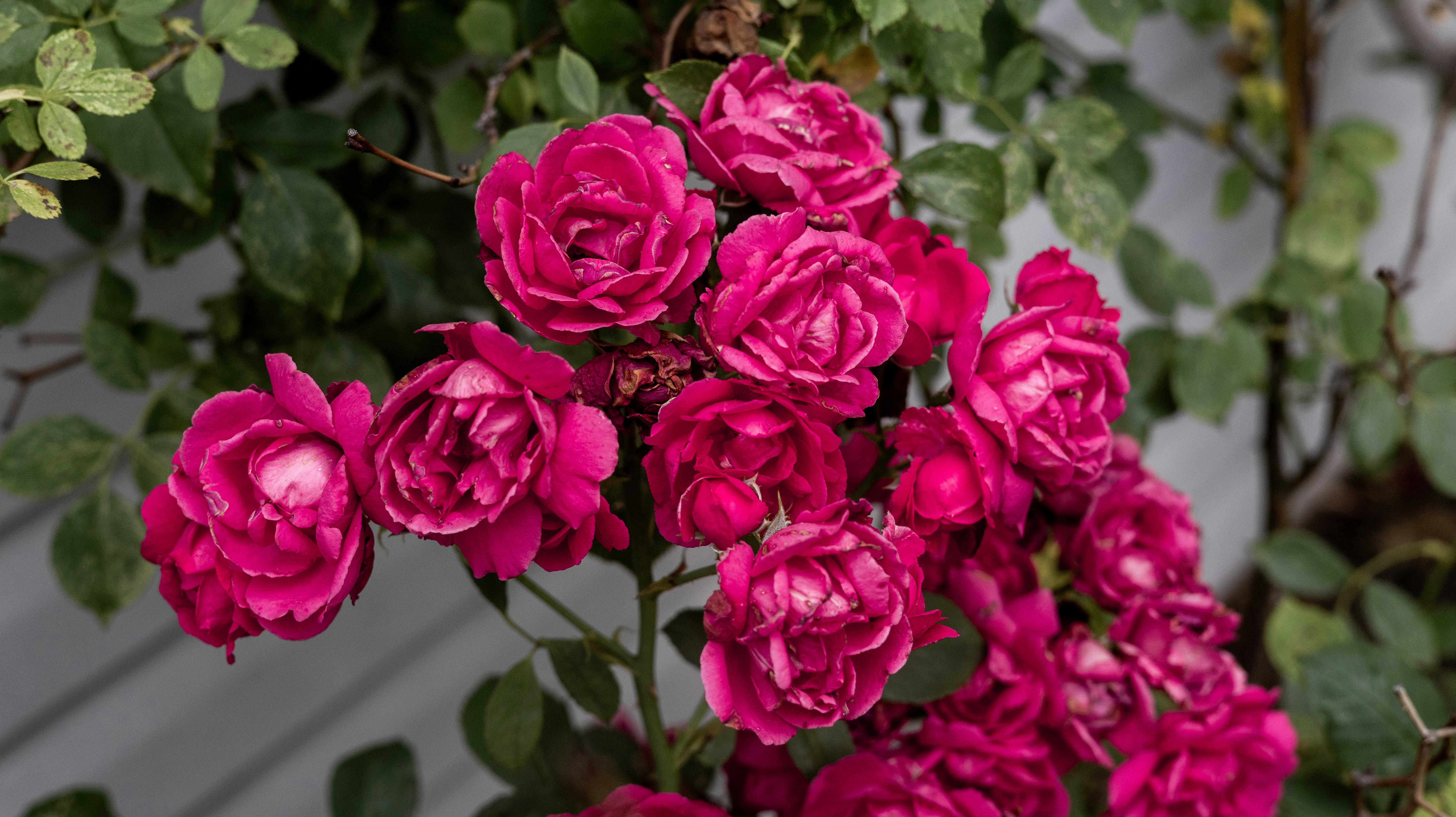 A cluster of vibrant magenta roses blooming against a background of green leaves