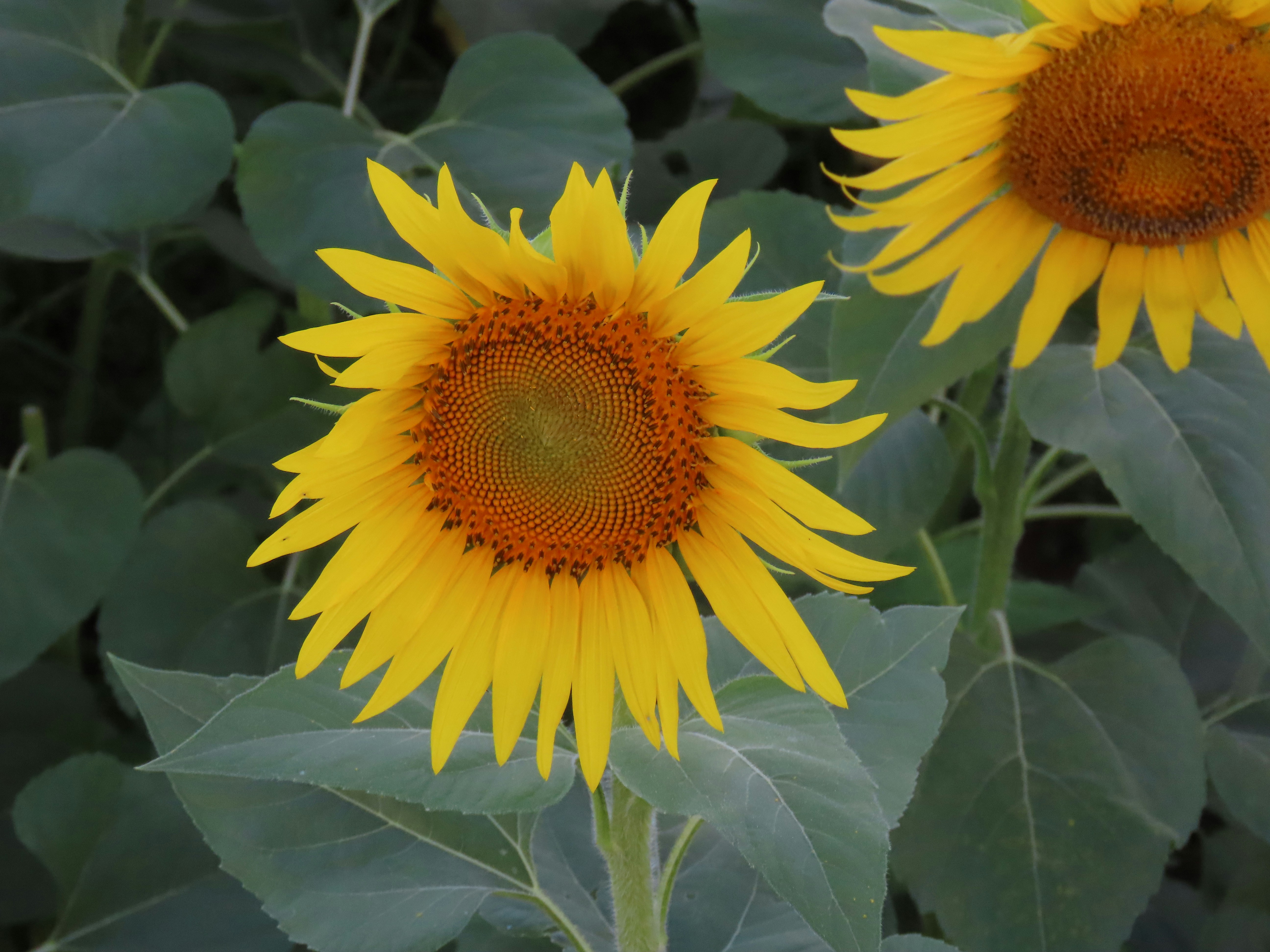 Two bright yellow sunflowers with large green leaves in a field