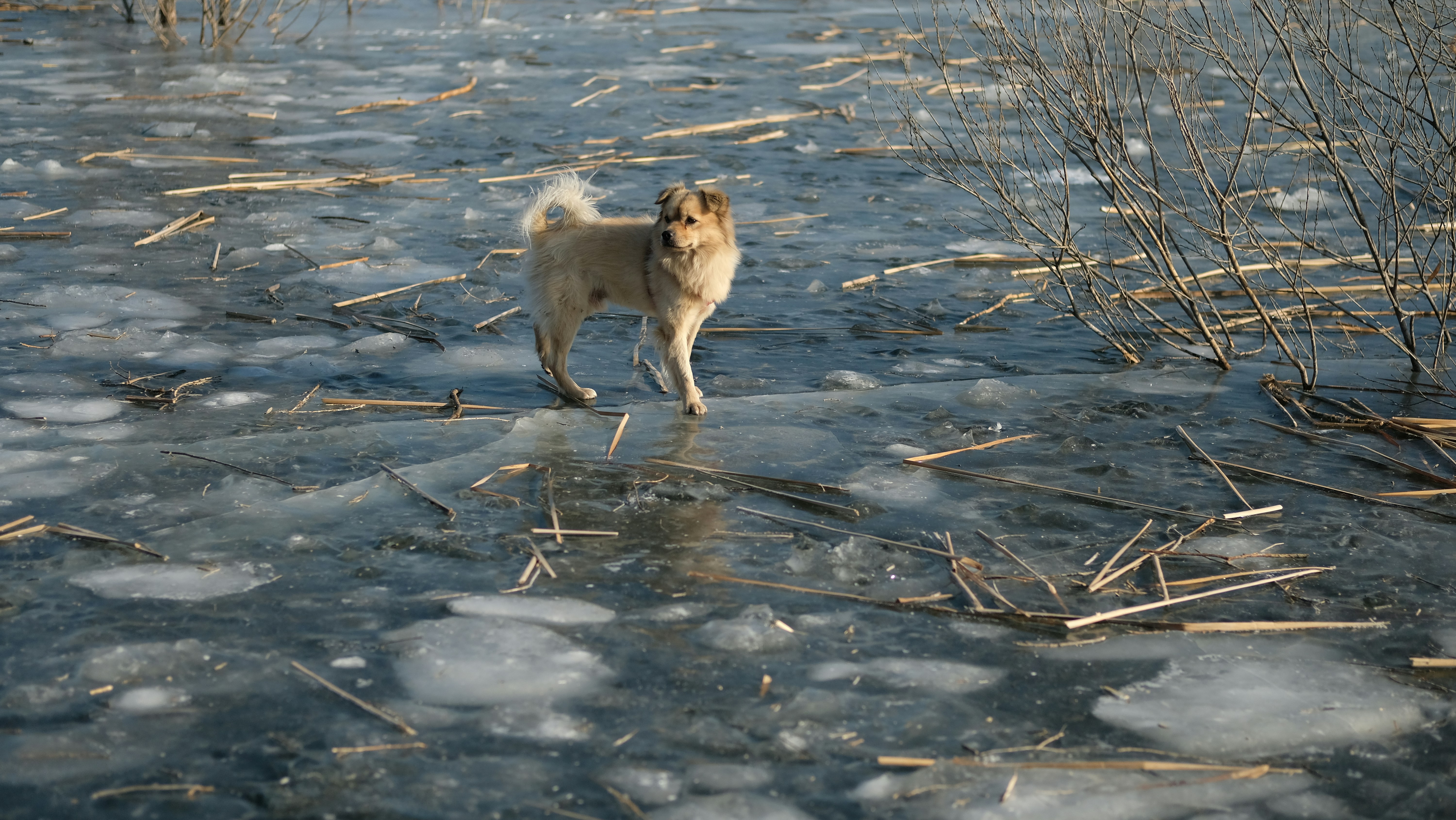 cold weather dog gear