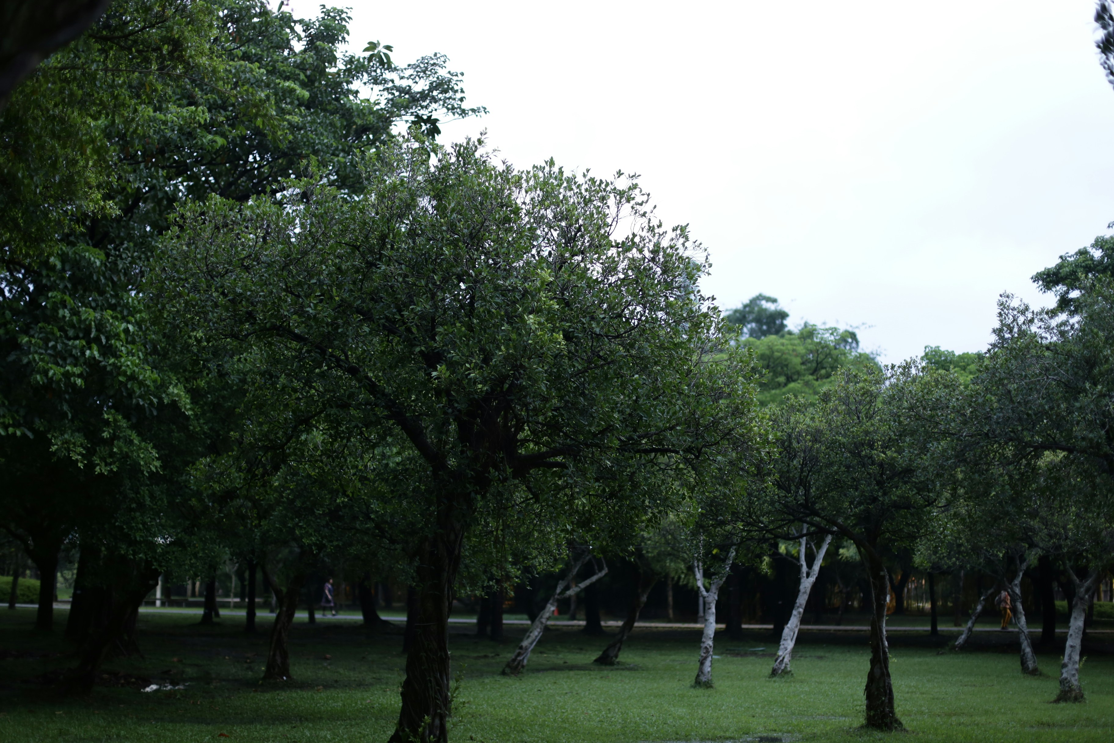 Trees with dark green foliage in a park with a grassy lawn