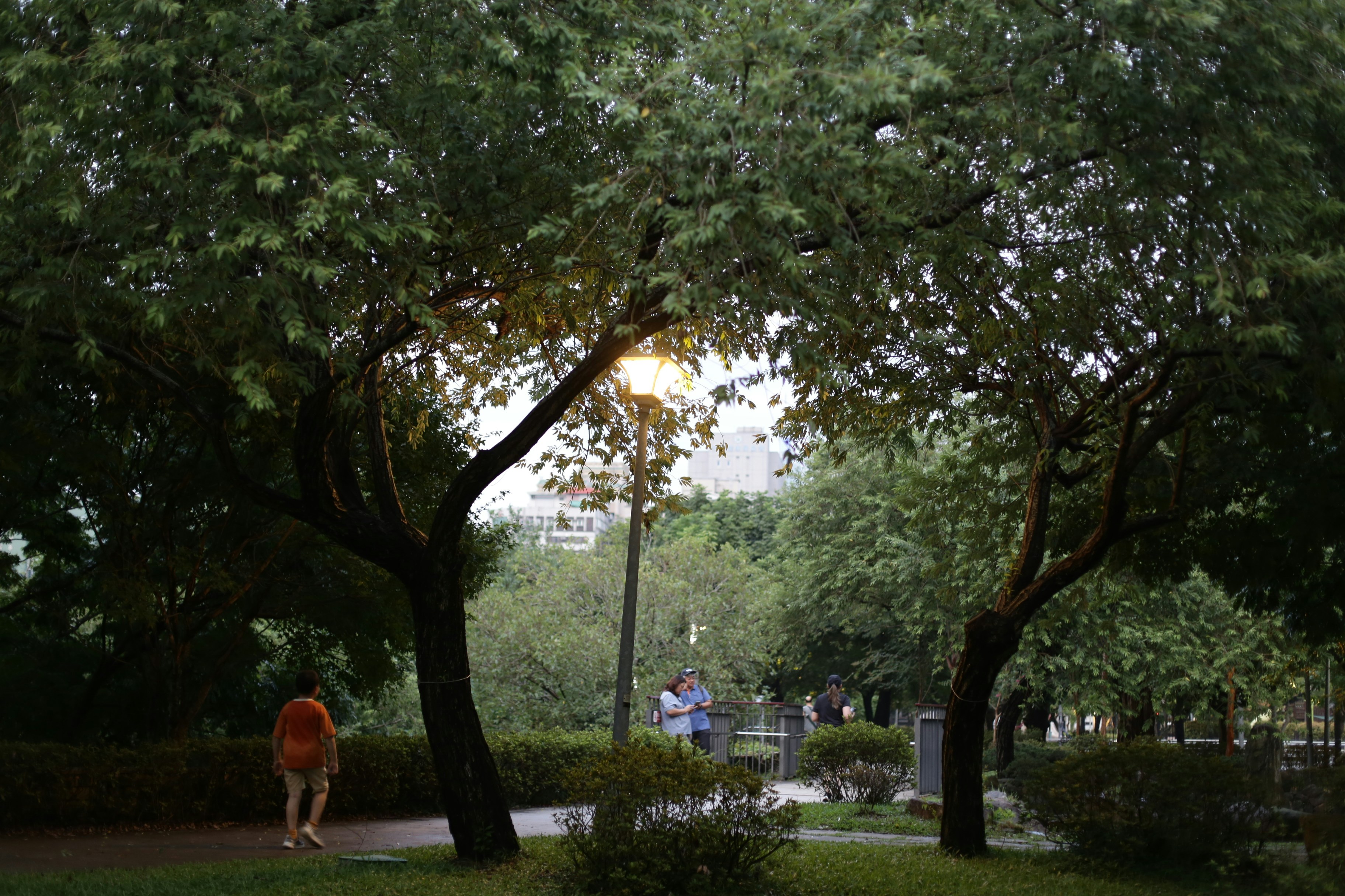 A person walking on a path between trees under a glowing street lamp
