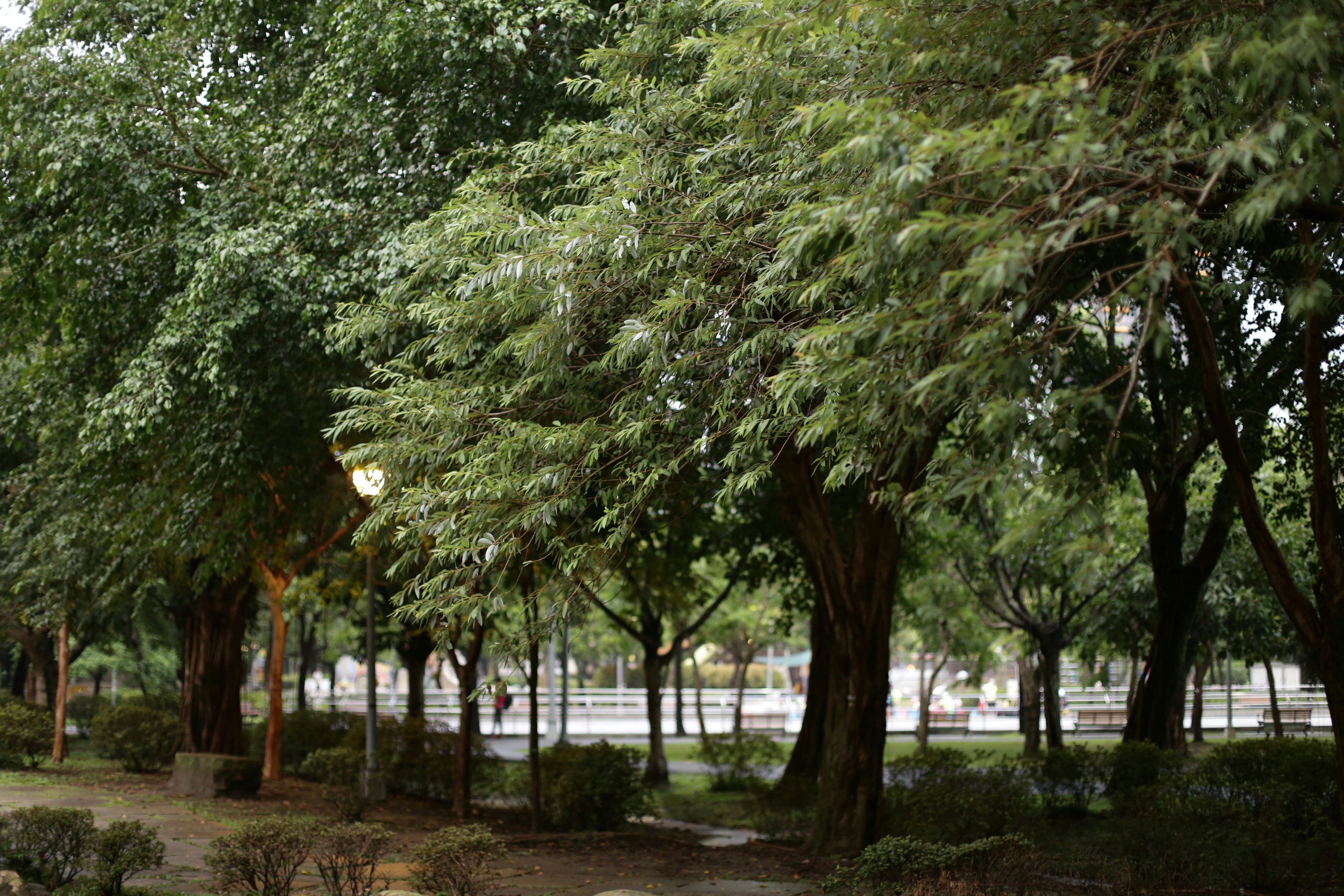 Lush green trees in a park with a glowing street lamp at dusk