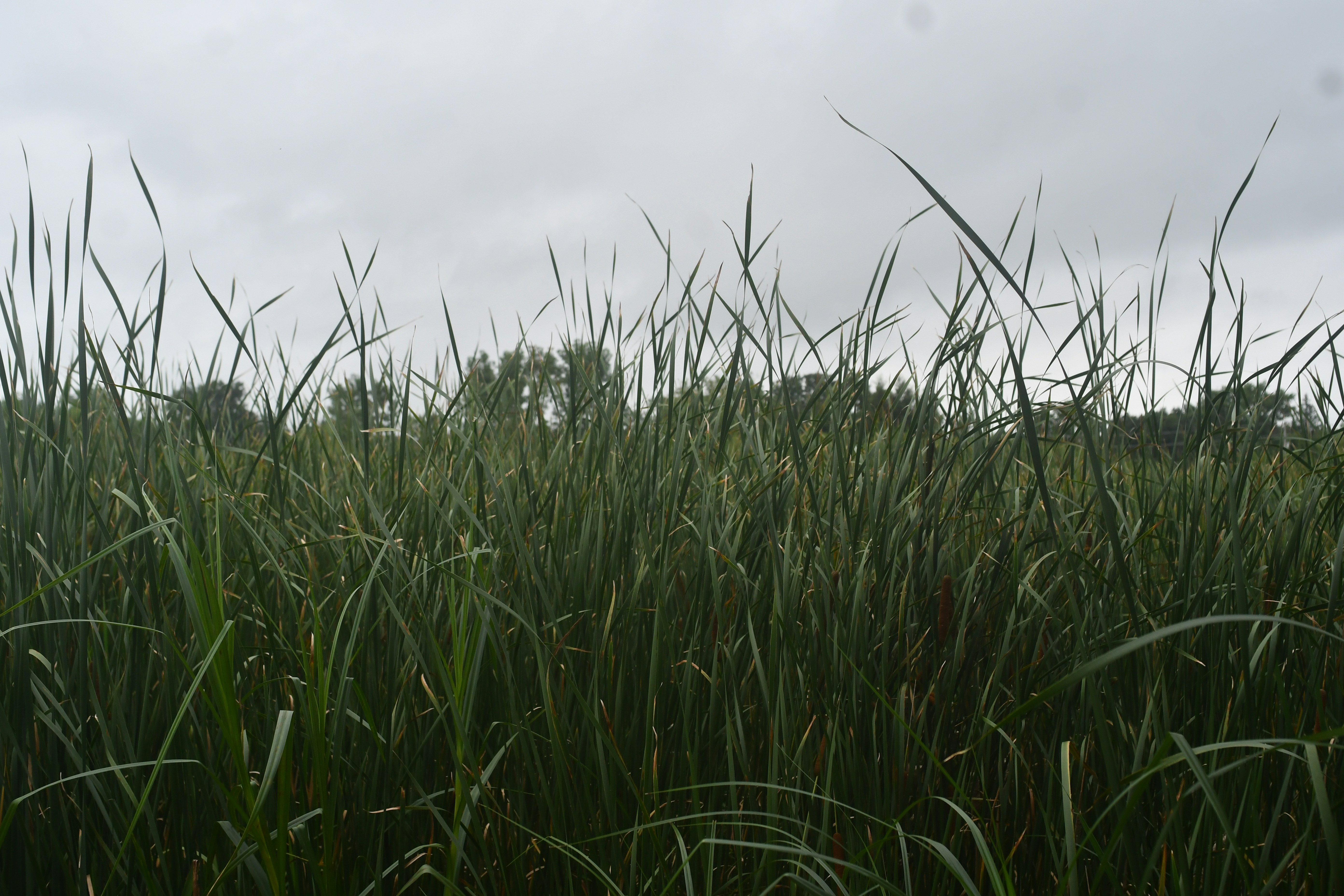 Tall green reeds growing in a dense marsh under a cloudy grey sky