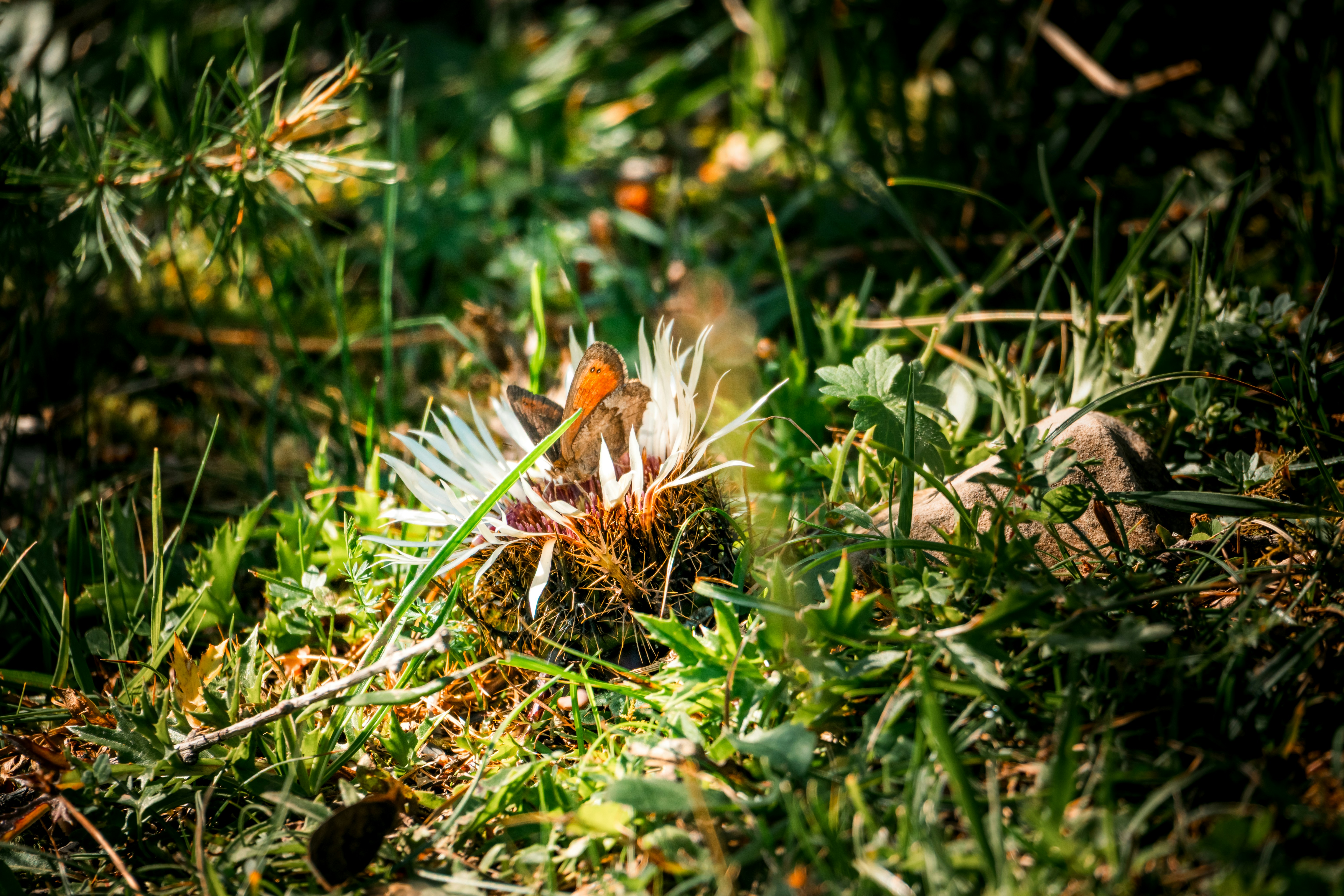 An orange butterfly resting on a spiky white thistle flower in green grass