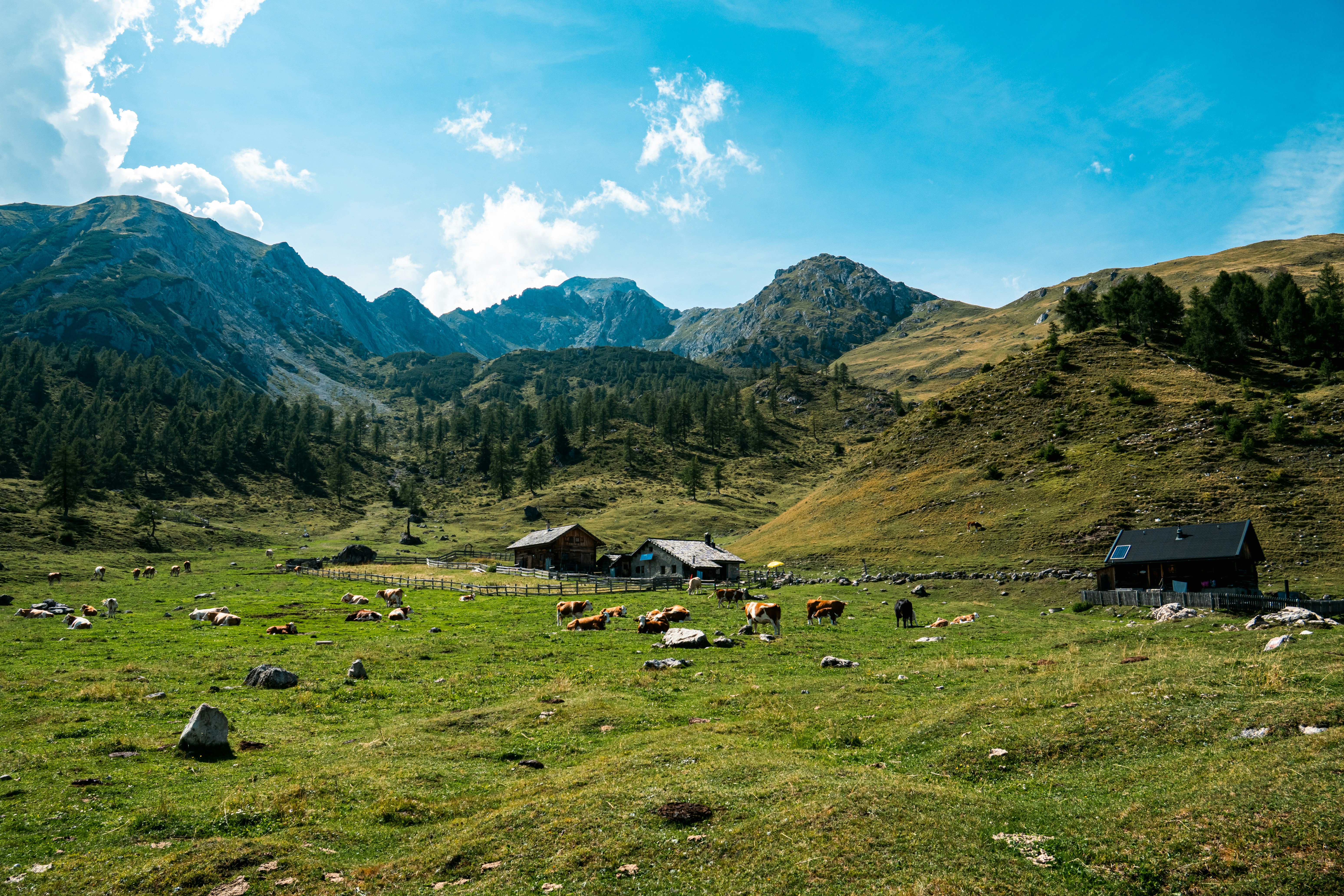 Cows grazing in a green mountain pasture with wooden cabins under a blue sky