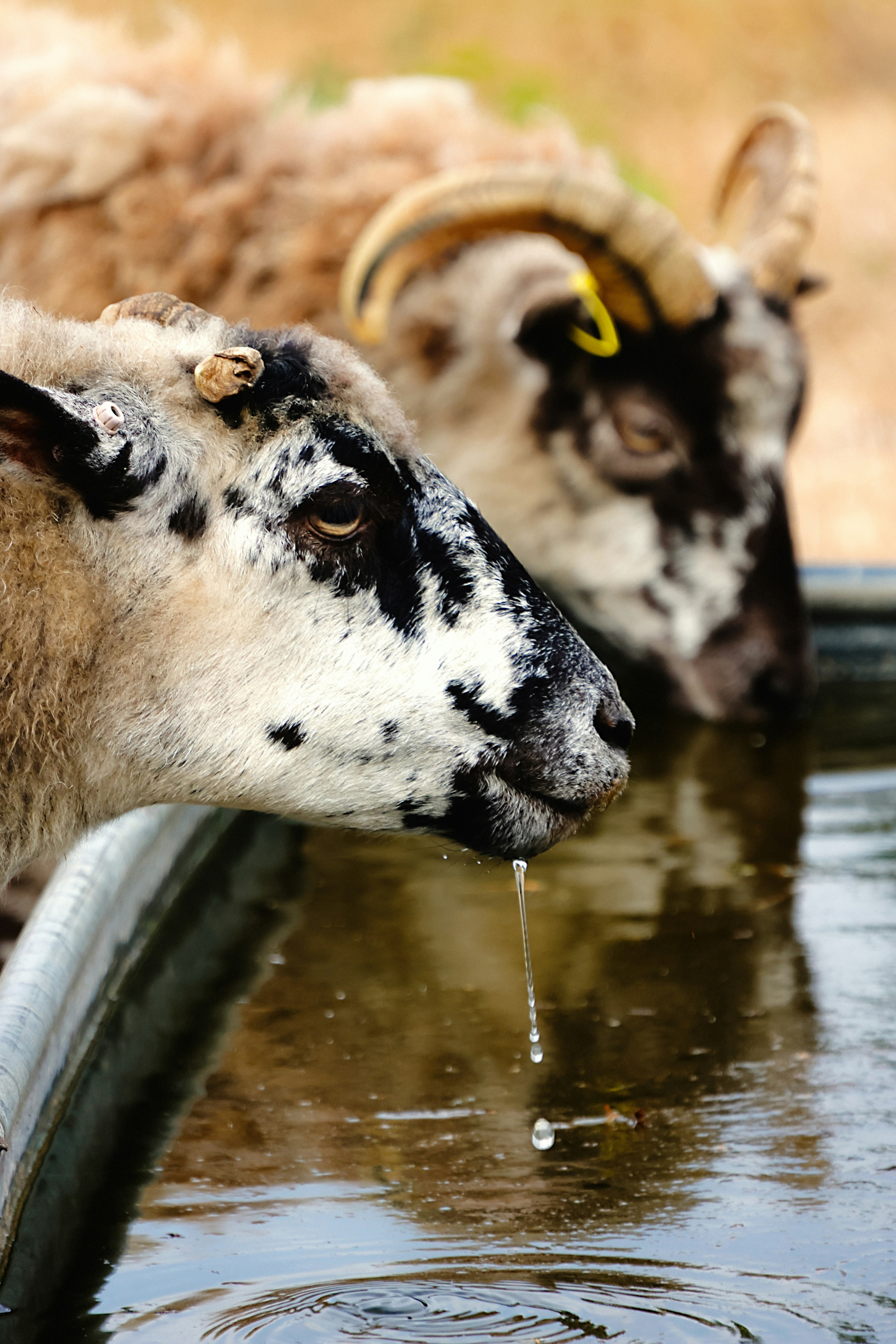 Deux moutons tachetés buvant de l’eau dans une auge métallique avec un museau dégoulinant
