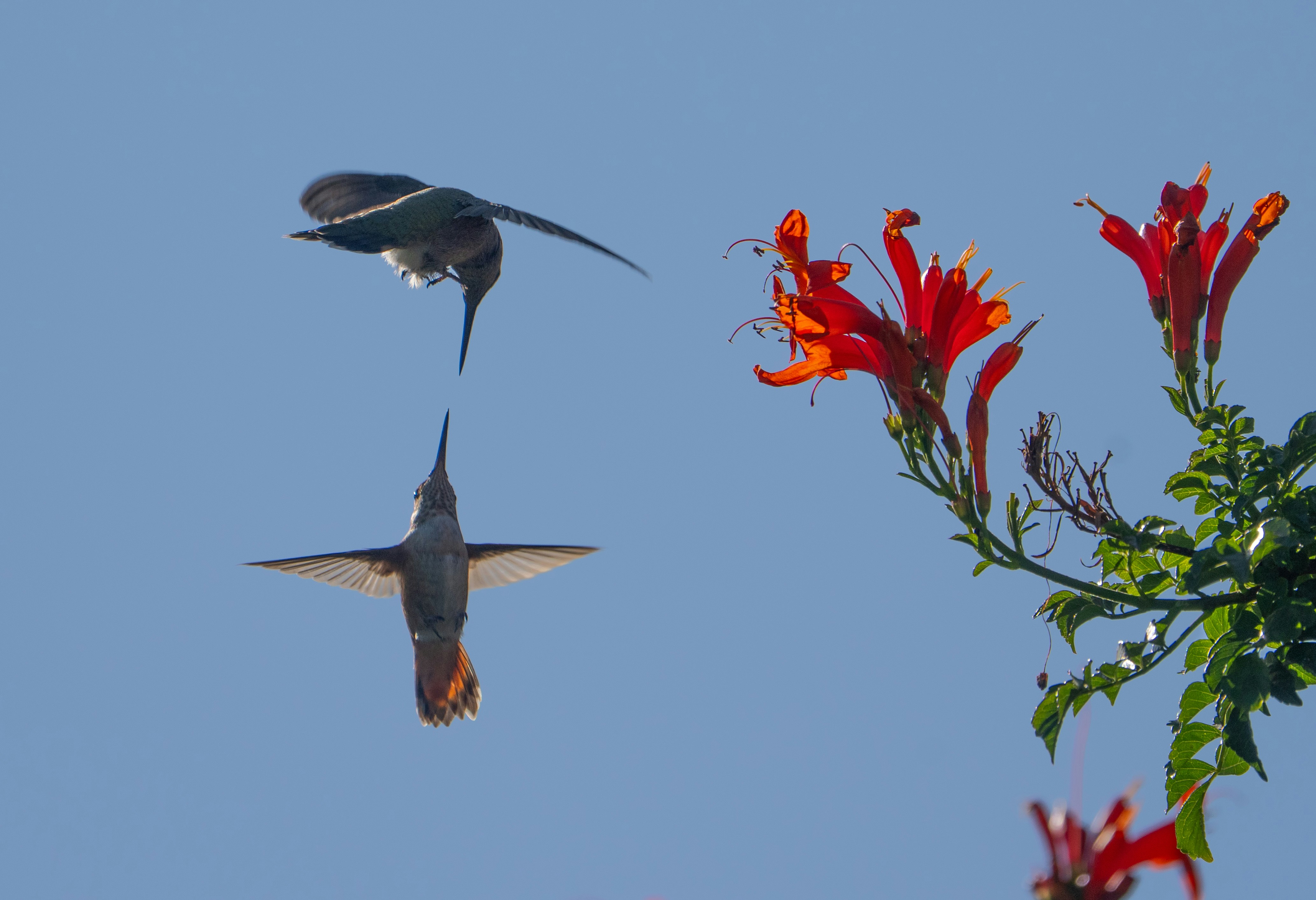 Two hummingbirds hovering near bright red trumpet vine flowers against a clear blue sky