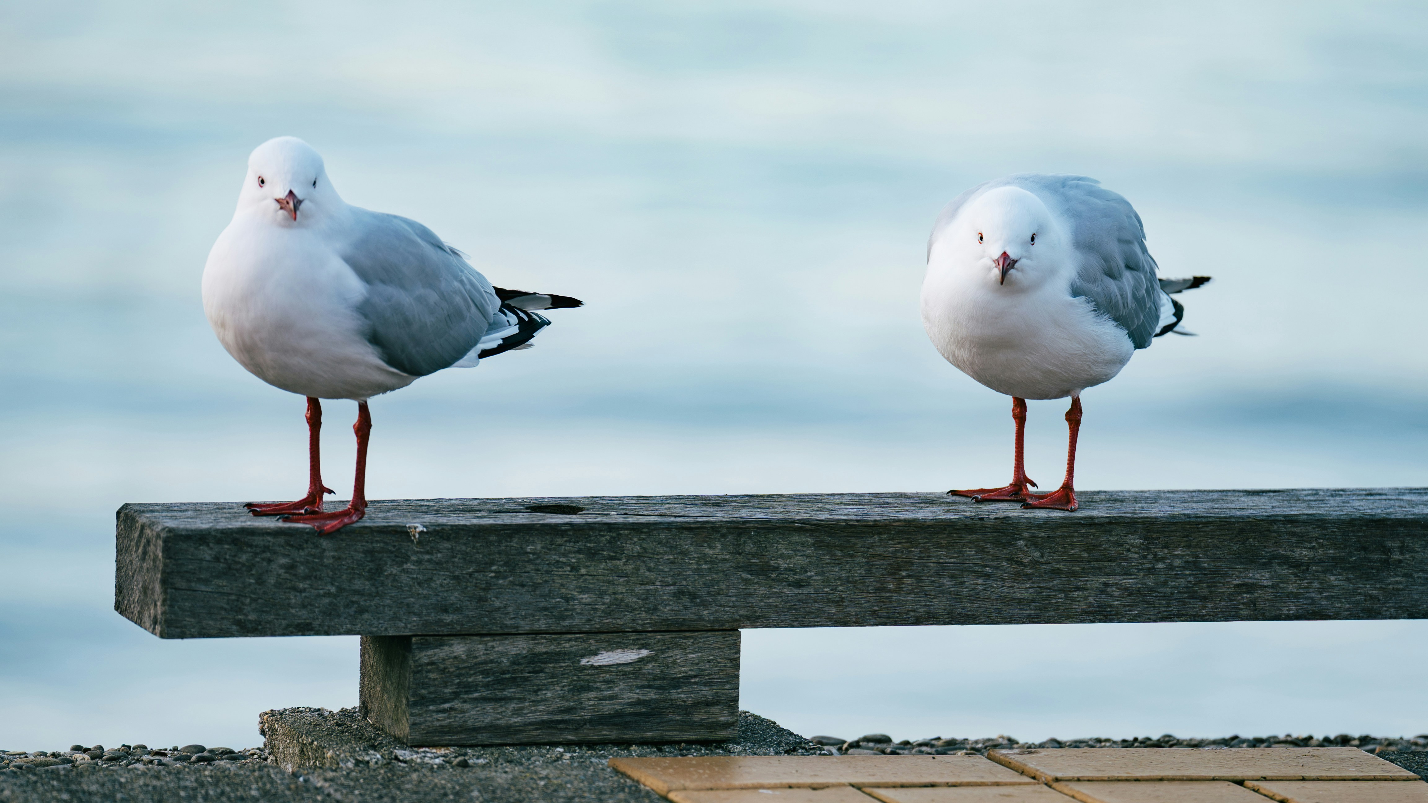 Two silver gulls with red legs on a weathered wooden beam by water