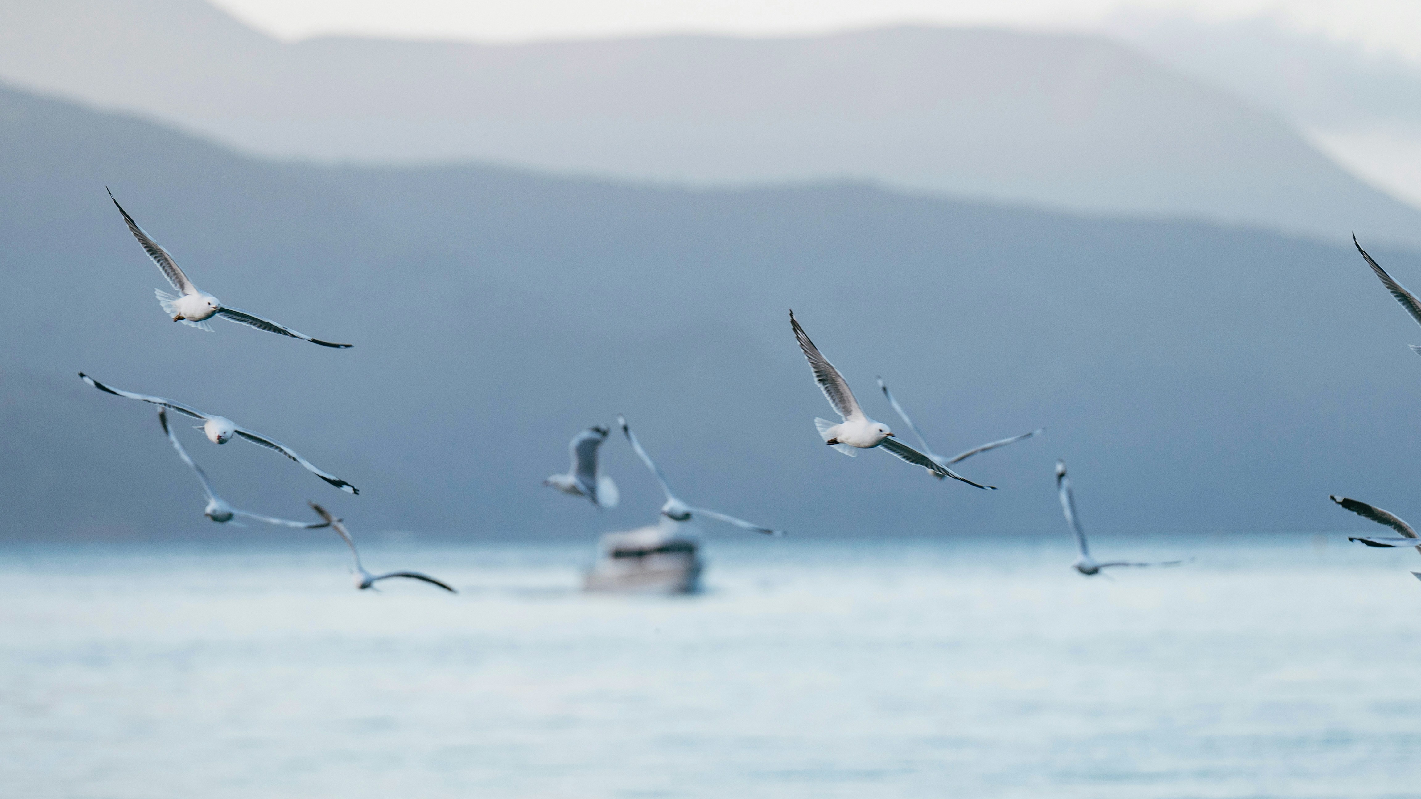 A flock of seagulls flying over water with a boat and mountains behind