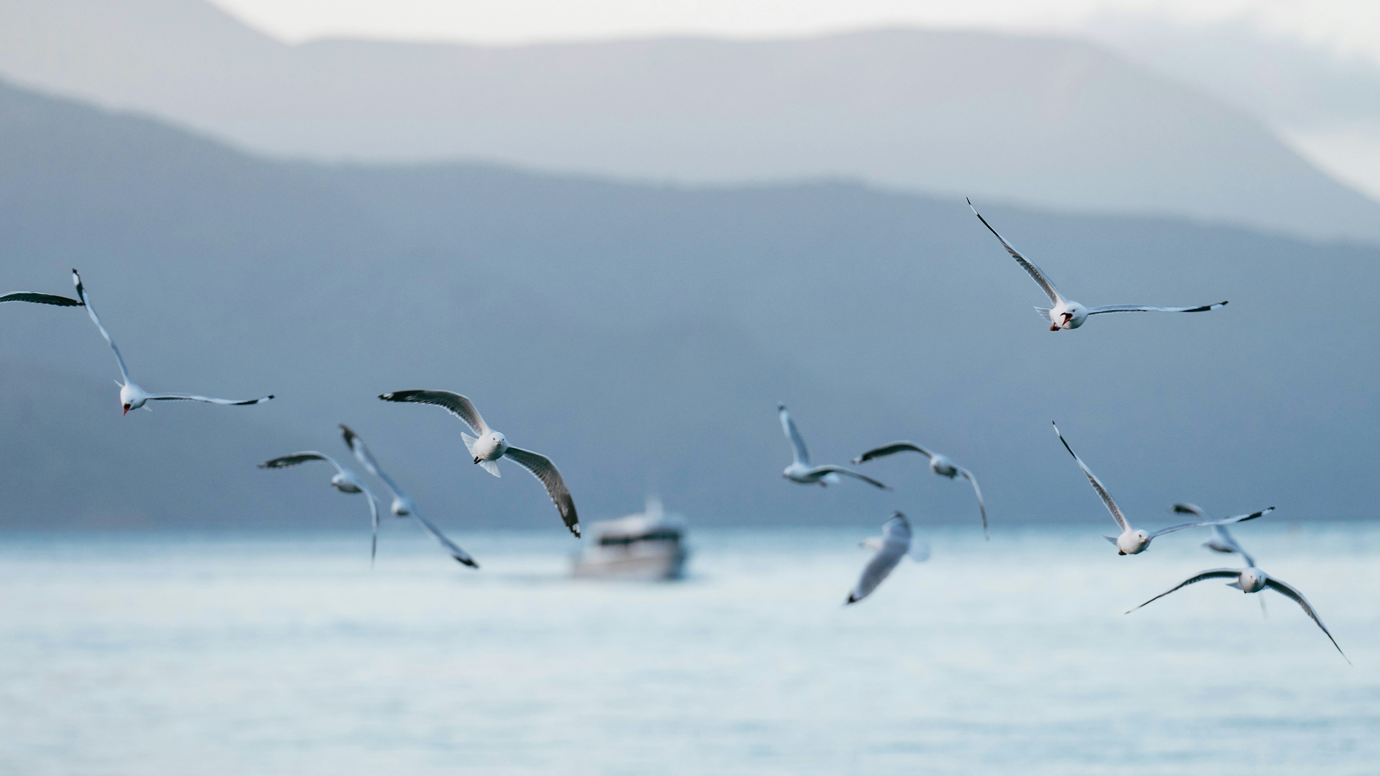 A flock of seagulls flying over water with a boat and mountains behind