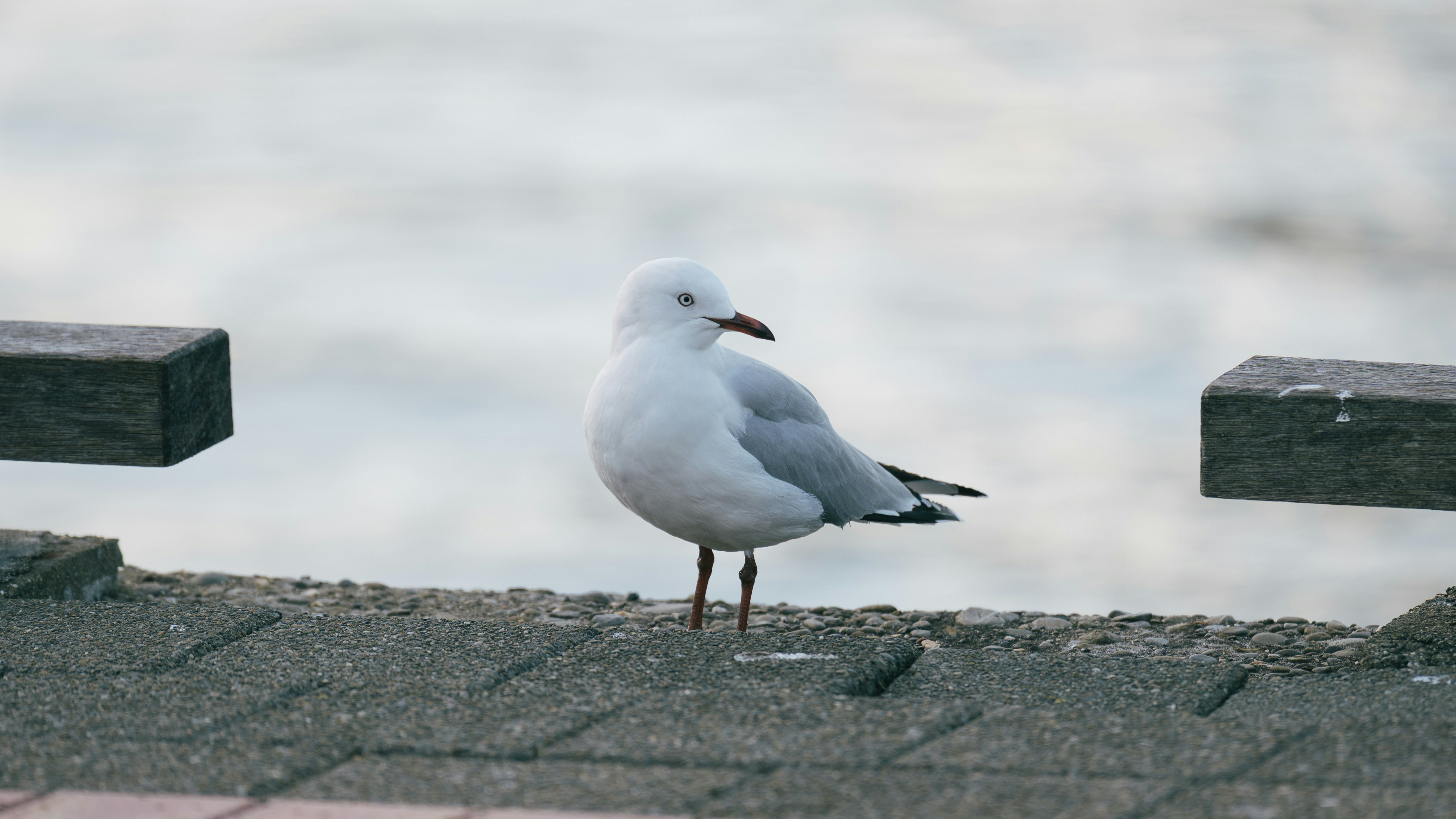 A white seagull with a dark beak on a paved waterfront walkway