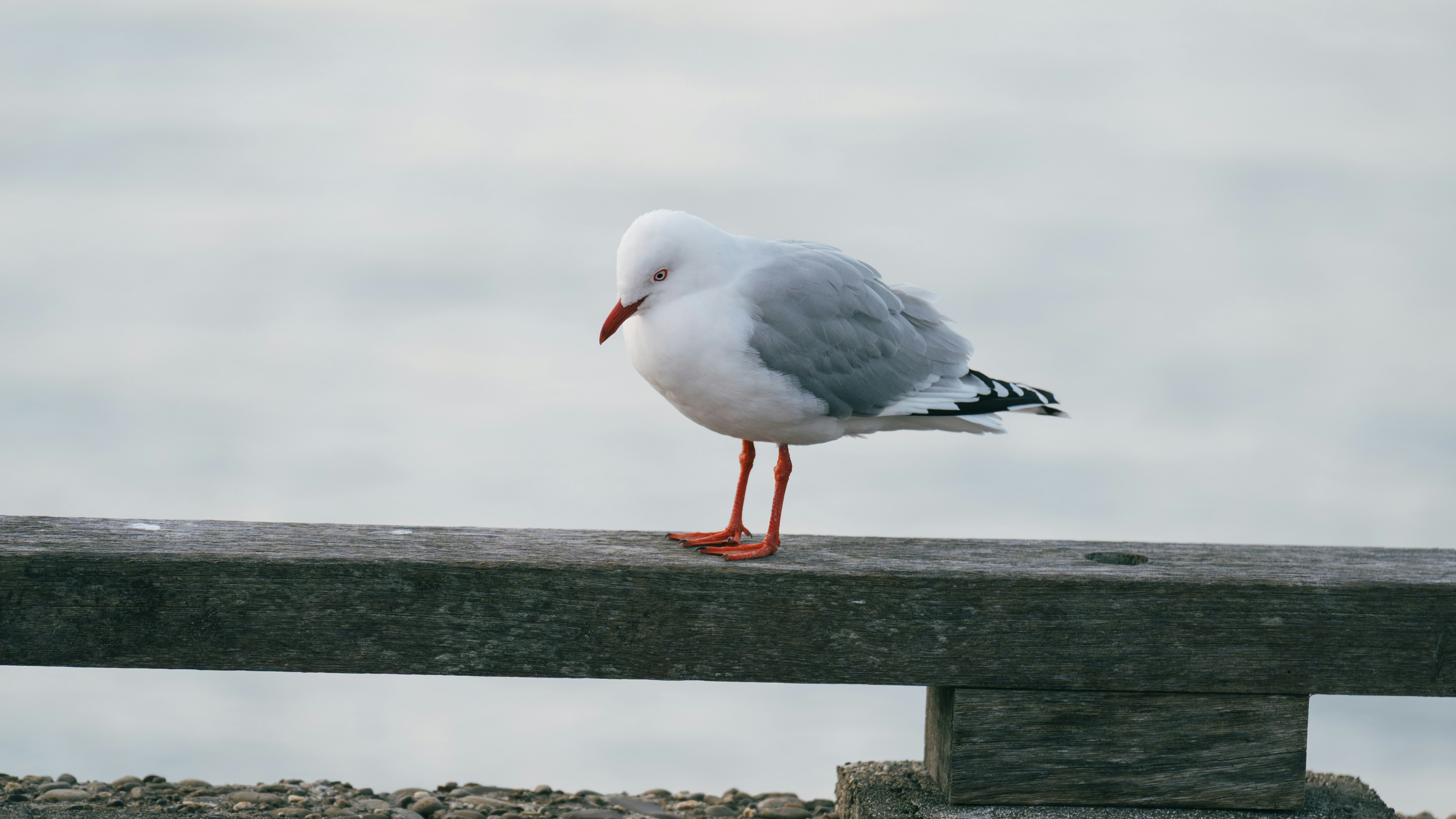 A silver gull with a red beak on a weathered wooden railing