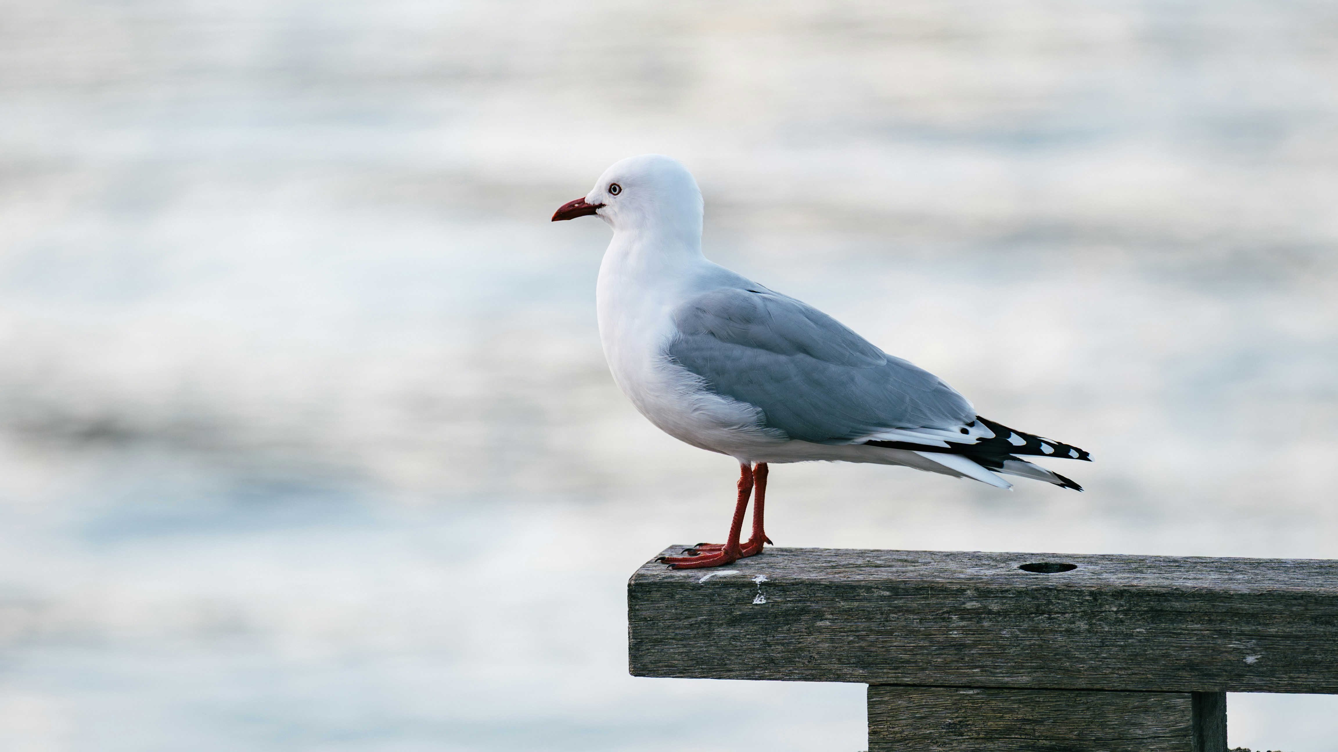 A silver gull with red legs on a weathered wooden post above water