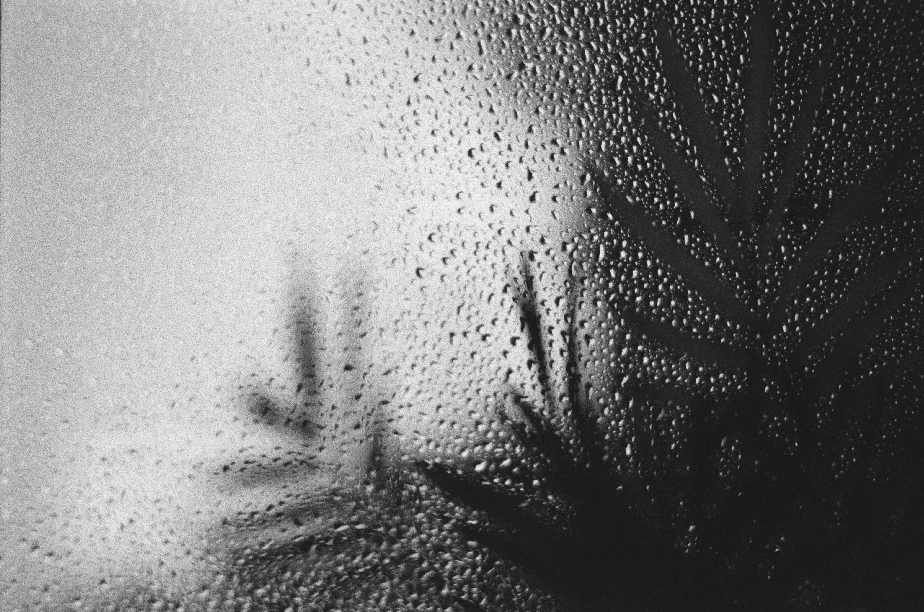Raindrops on a window pane with the silhouette of a palm leaf behind