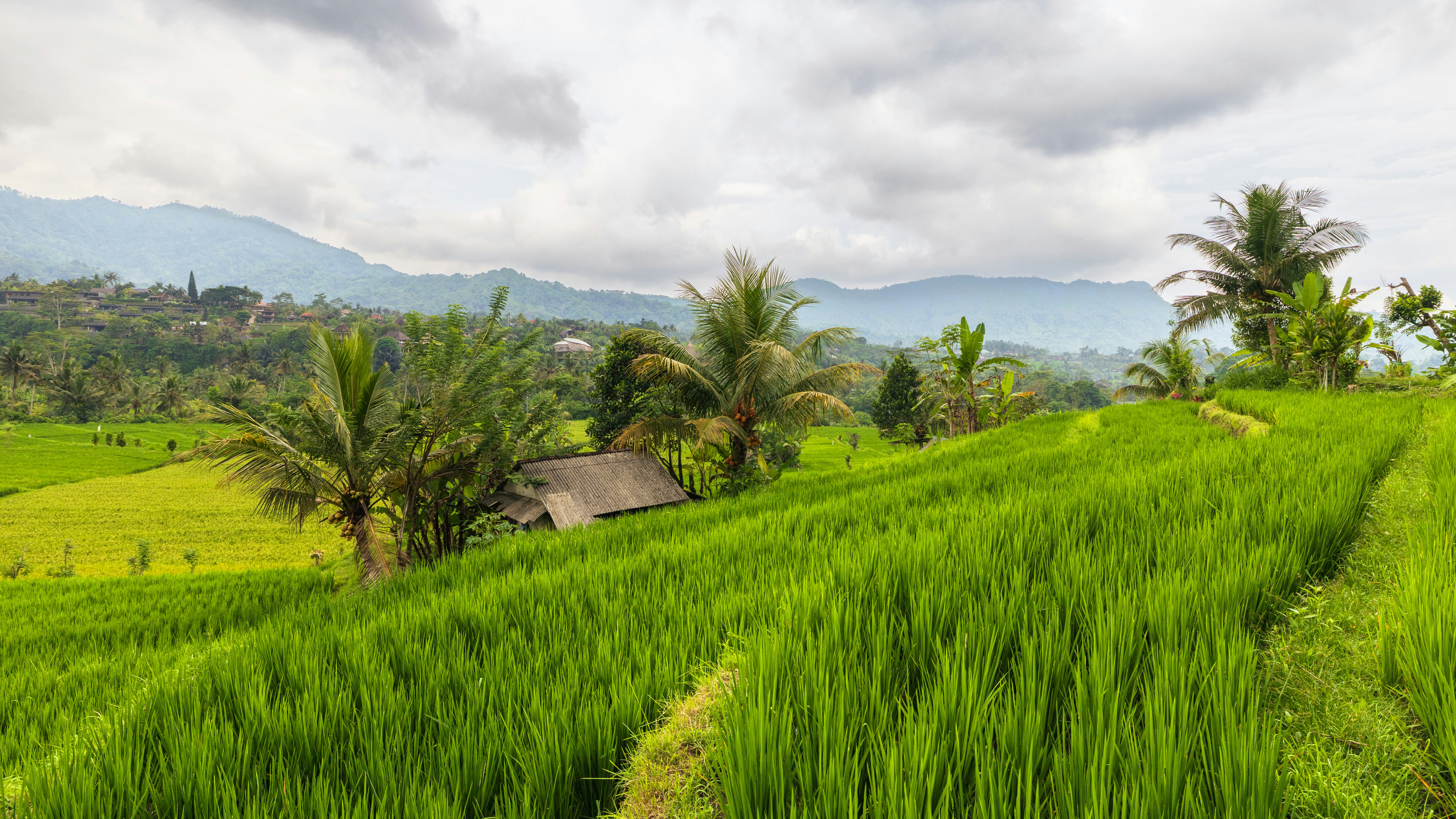 A small hut nestled among lush green rice terraces with palm trees and mountains