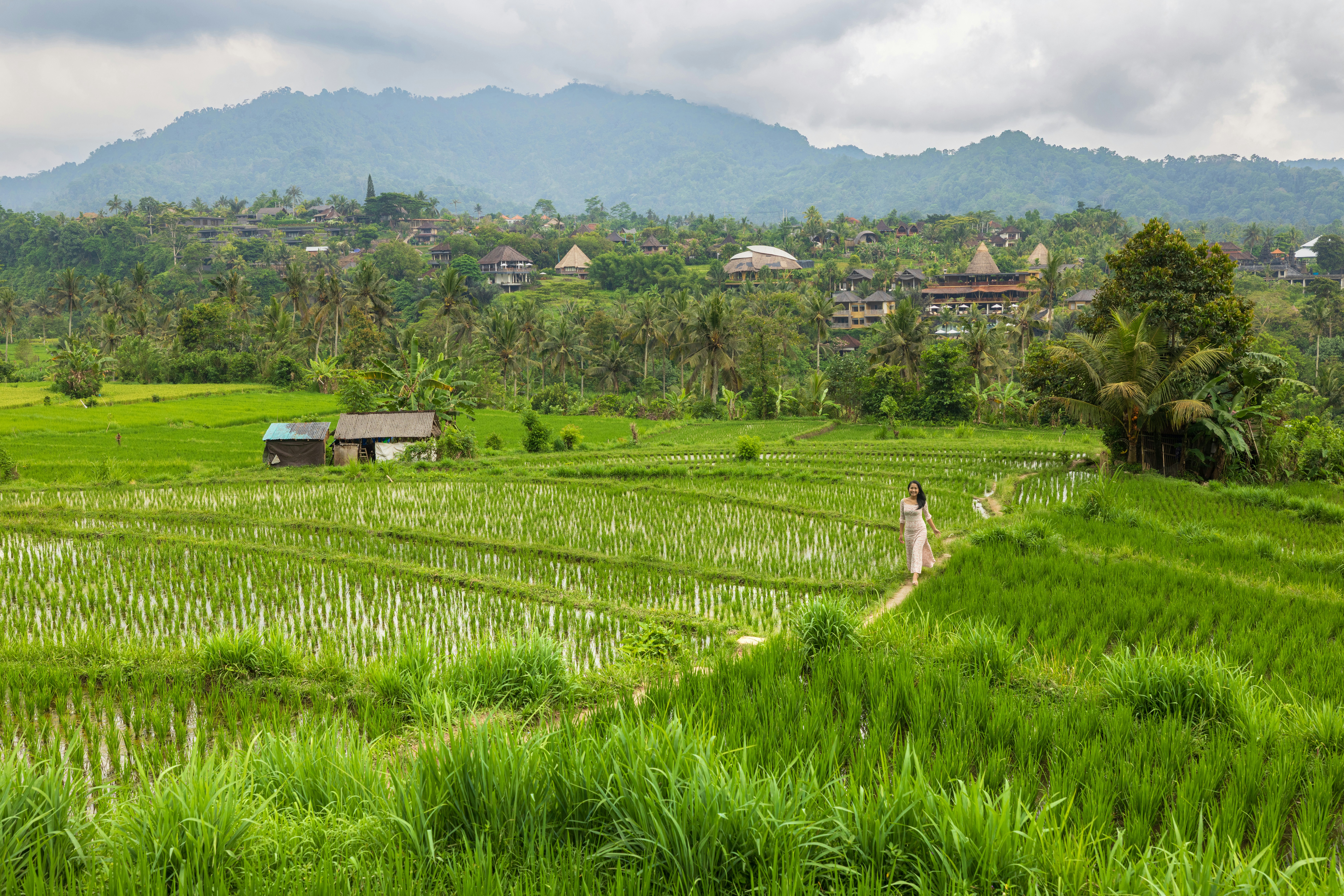 A woman walking along a path through lush green rice terraces in Bali