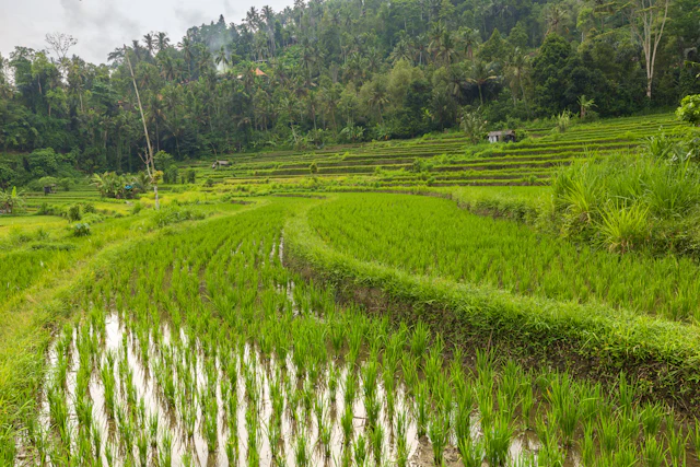 Bali in dry or wet season: what really changes, travel inspiration