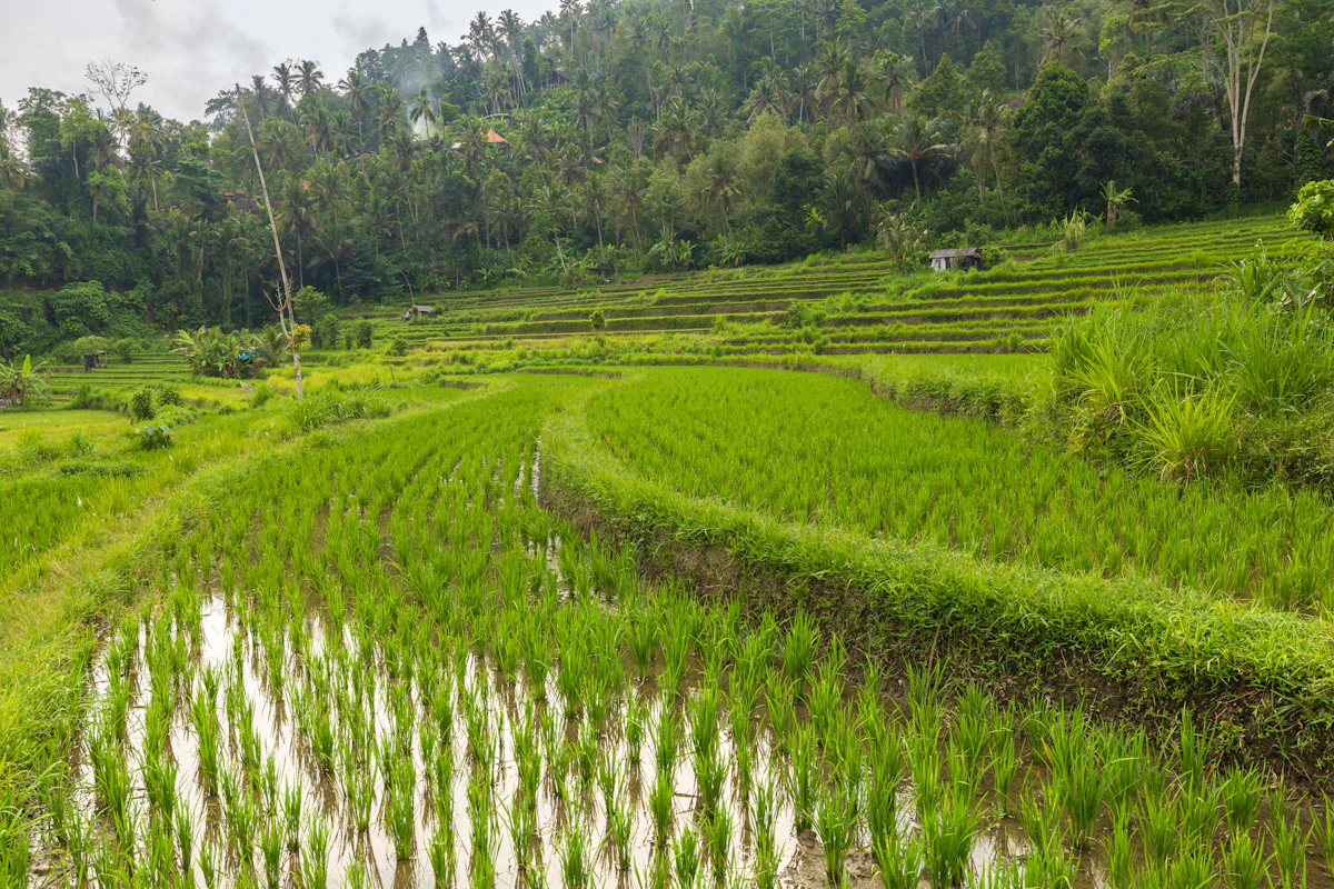 Sawah berteras hijau di lereng bukit dengan pohon kelapa.