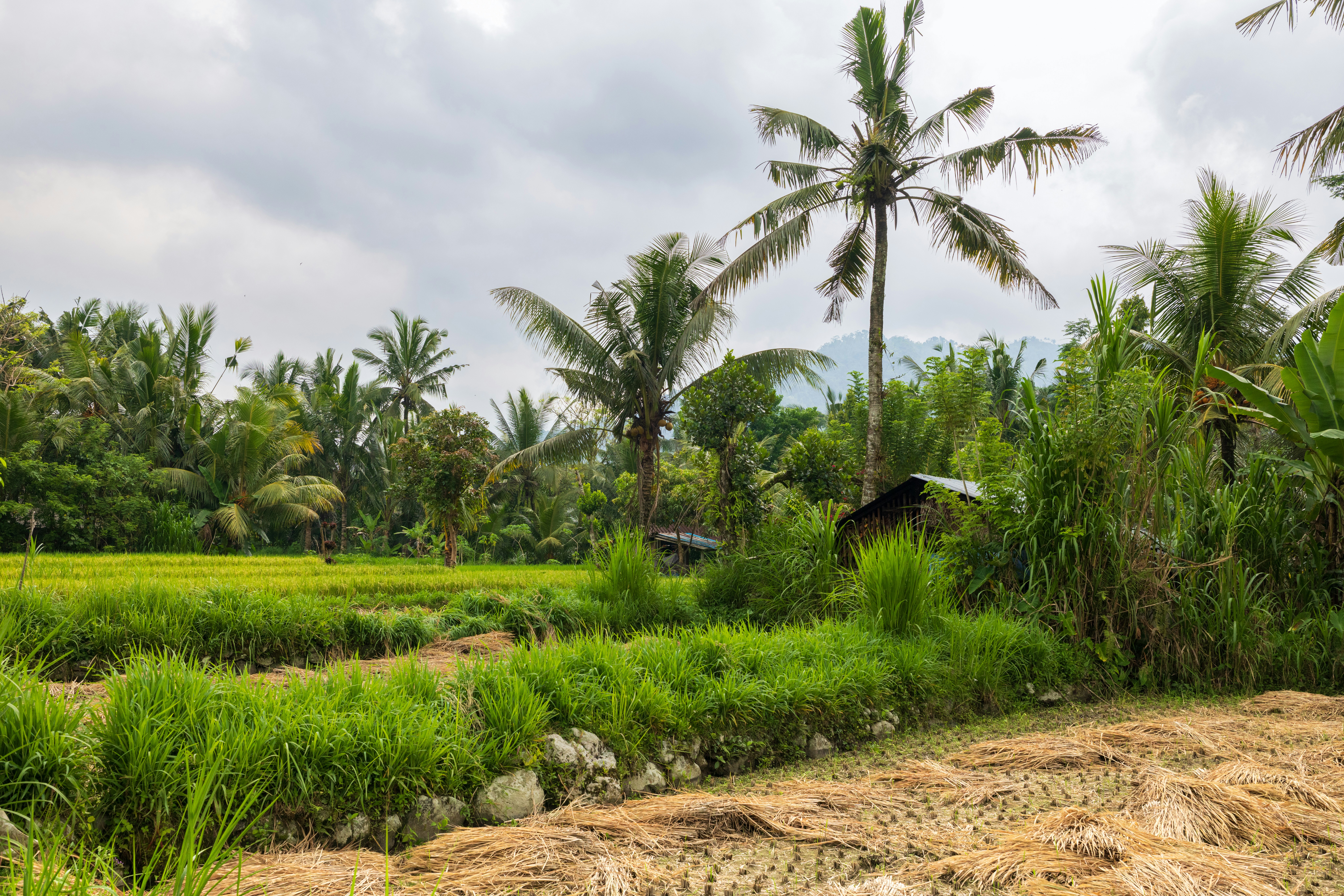 Green rice paddies and palm trees under a cloudy sky in Bali