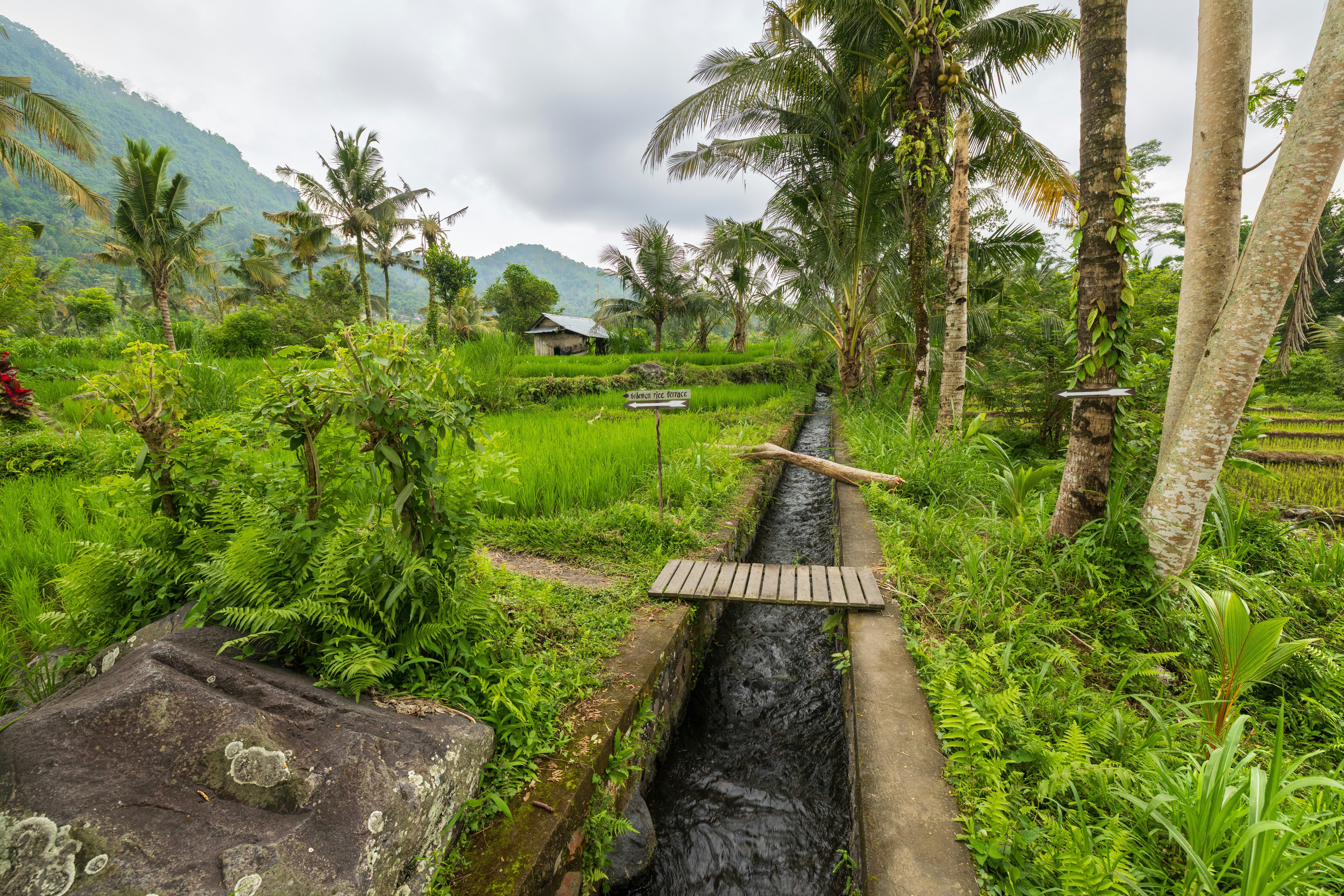 A narrow irrigation canal flowing through lush green rice terraces in Bali