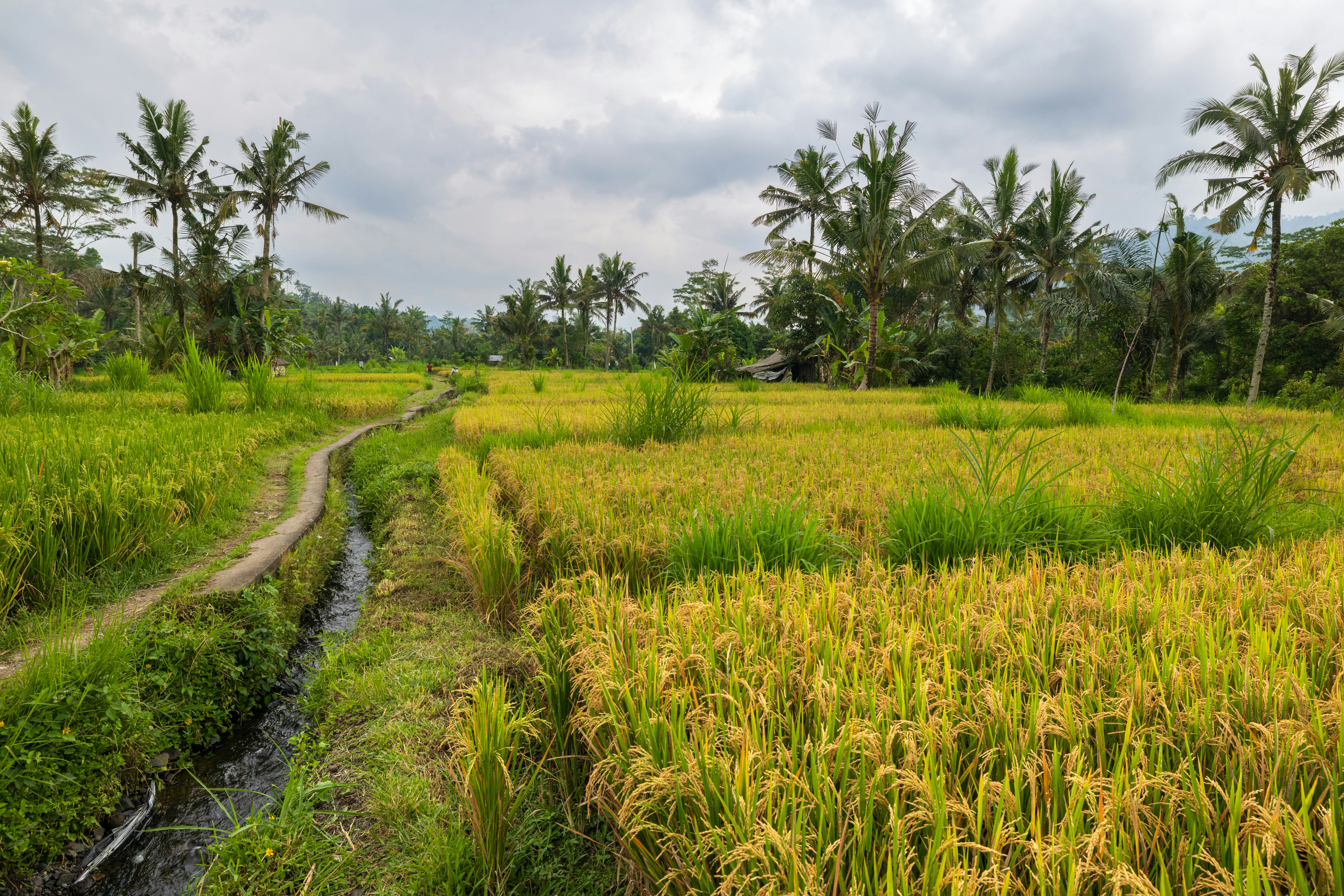 A narrow dirt path beside a small irrigation stream in a golden rice paddy