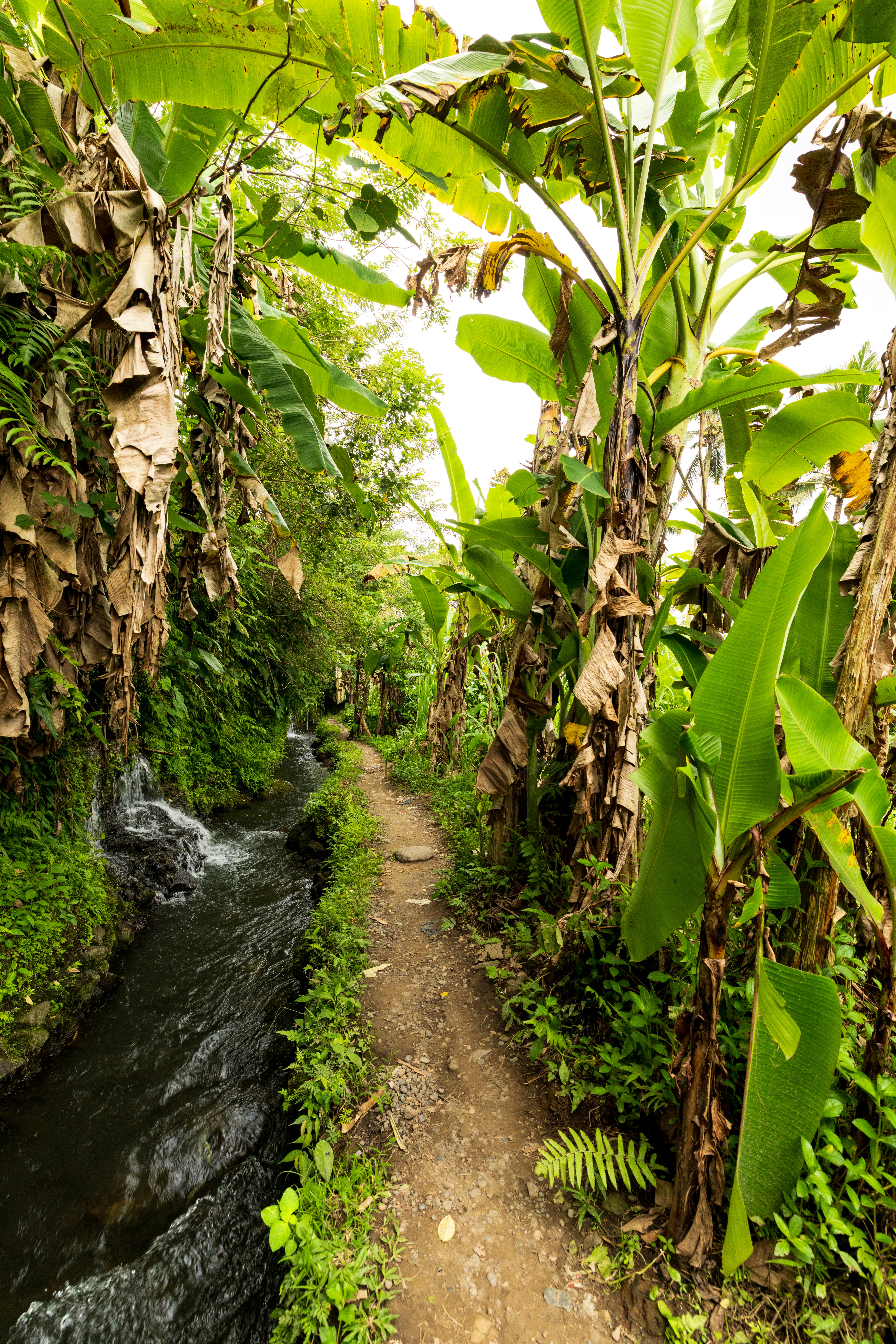 A narrow dirt path beside a small stream lined with lush banana trees