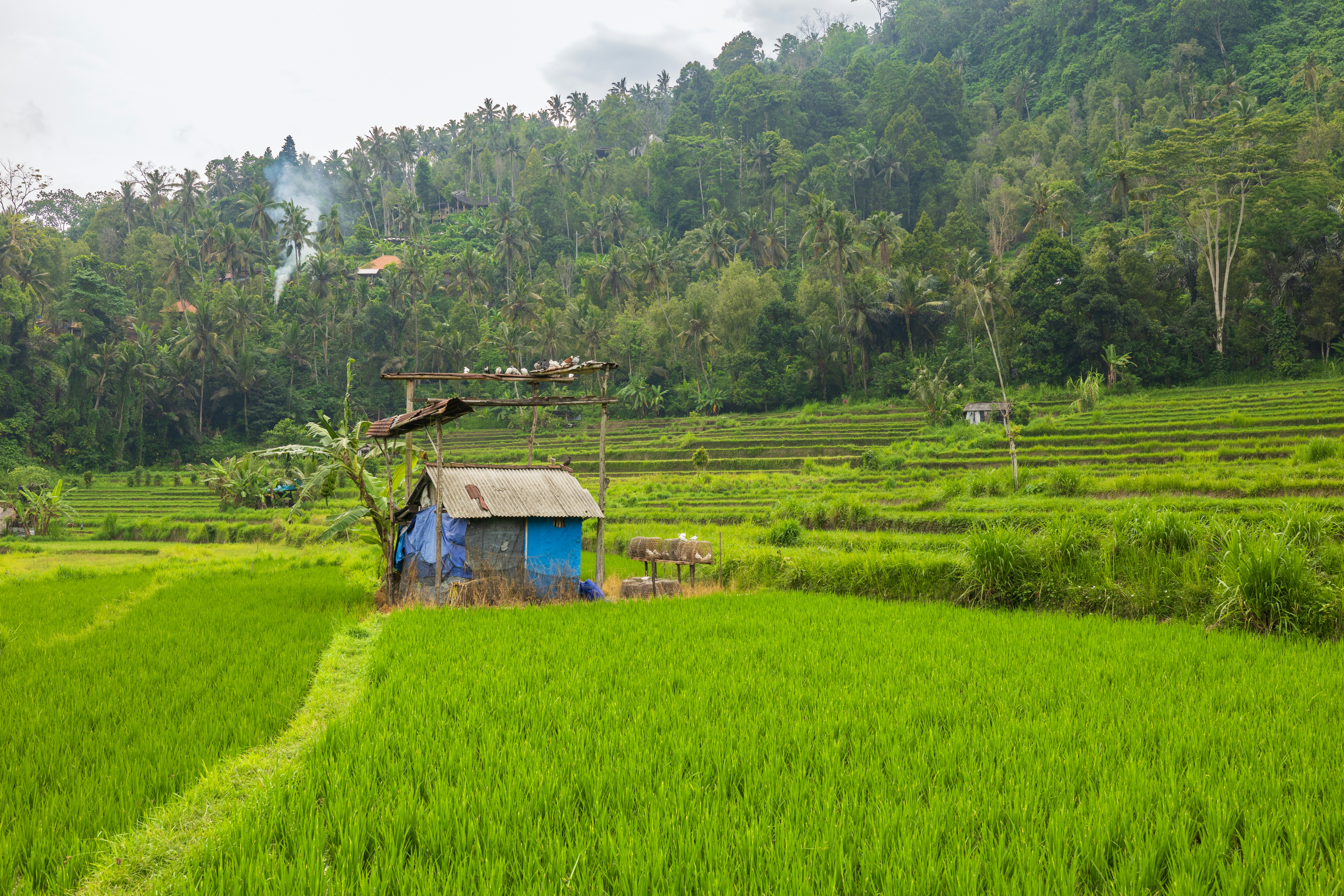 A small blue hut in a lush green rice terrace with forested hills