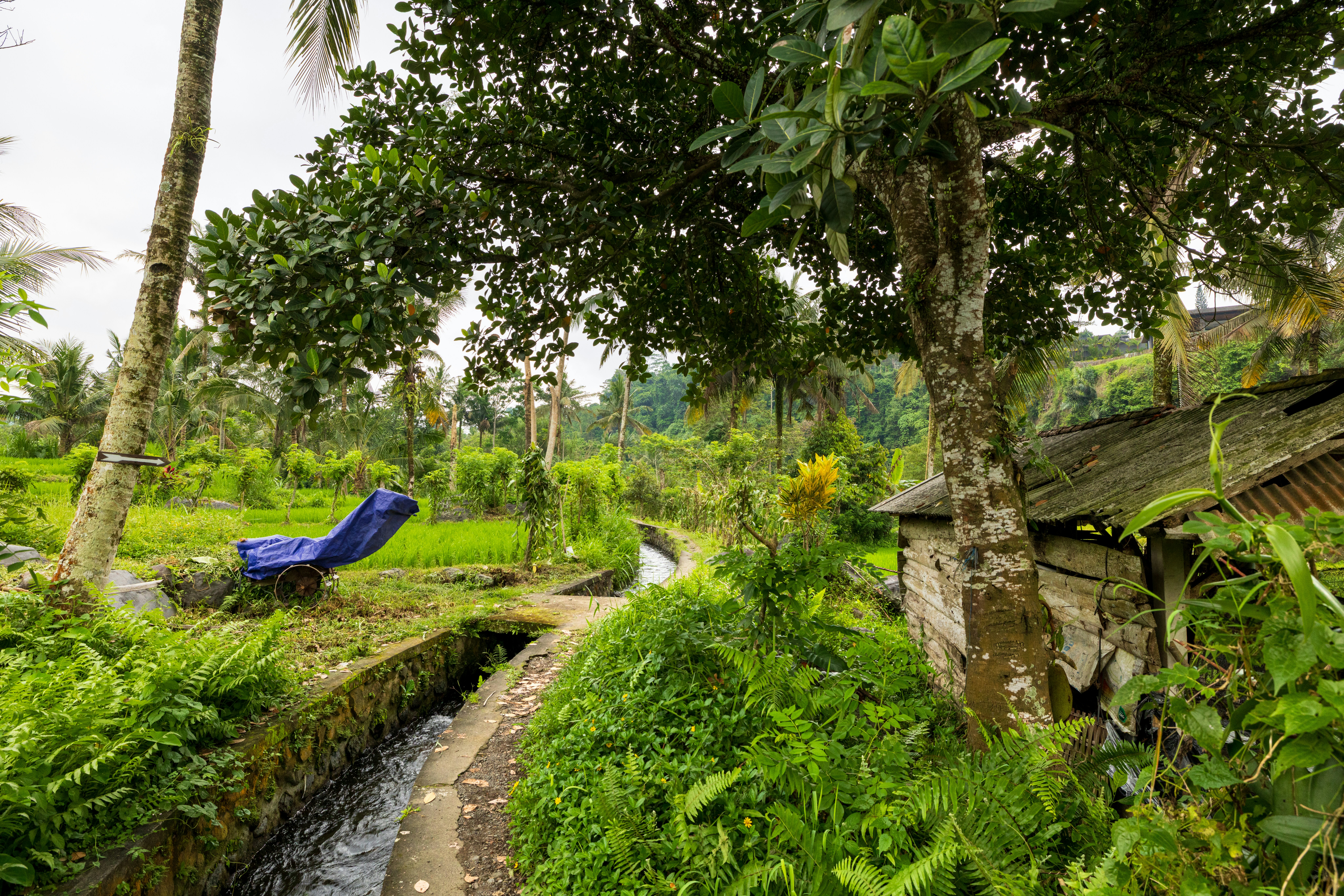 A small wooden hut beside a narrow irrigation canal in a lush tropical landscape