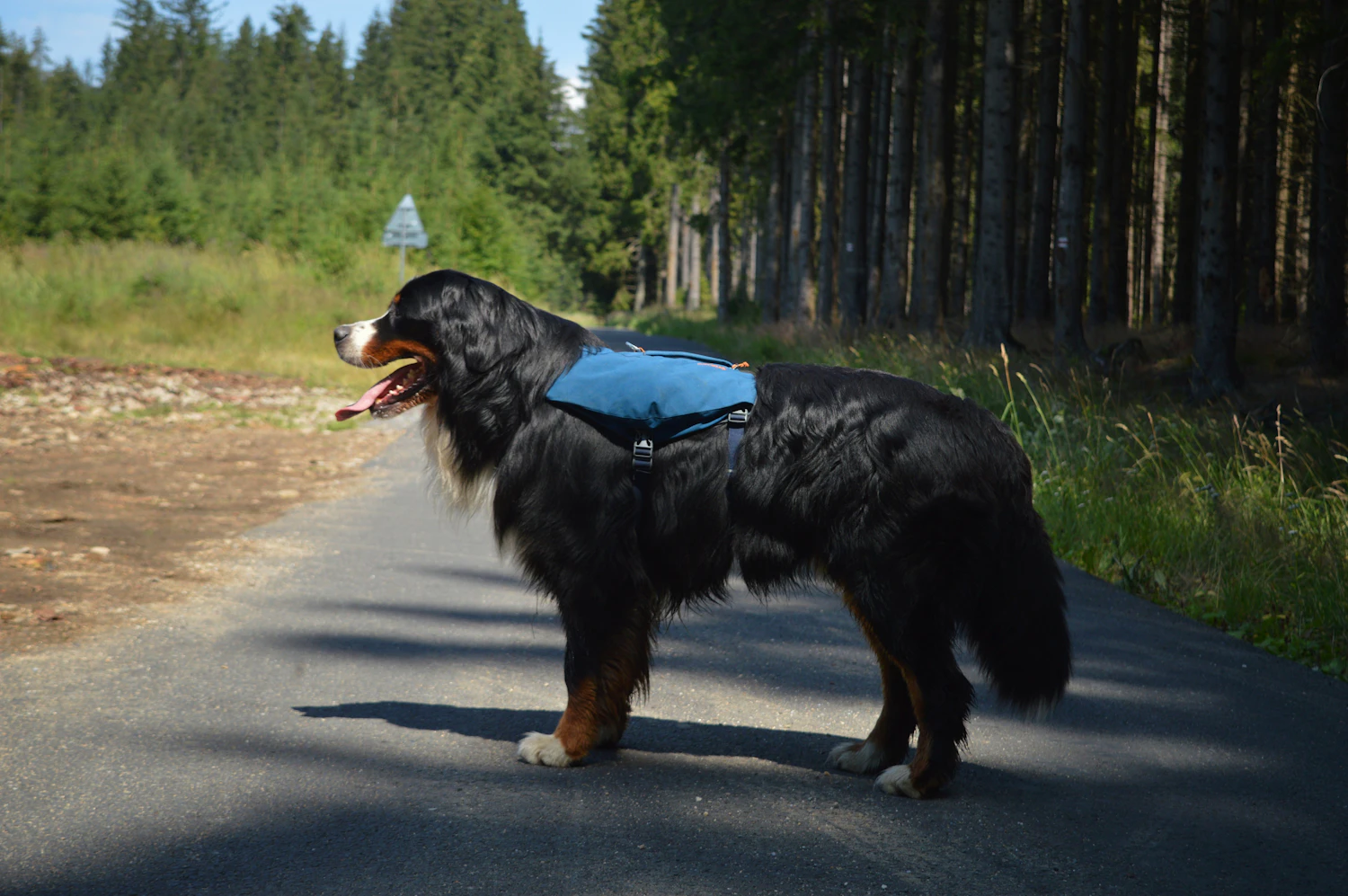 Bernese mountain dog standing on a forest road carrying a loaded blue pack