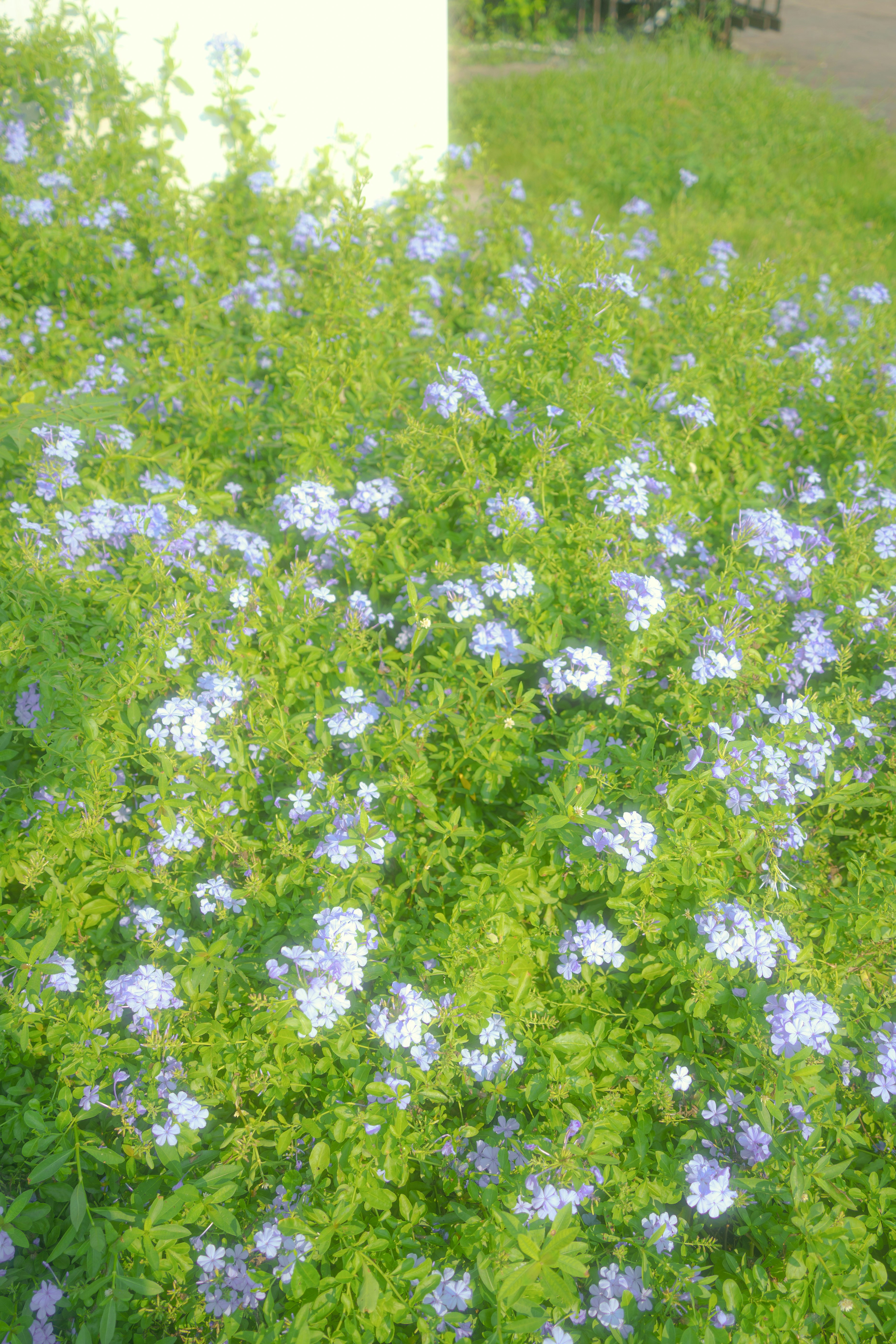 A dense bush of small light blue flowers with green leaves in sunlight
