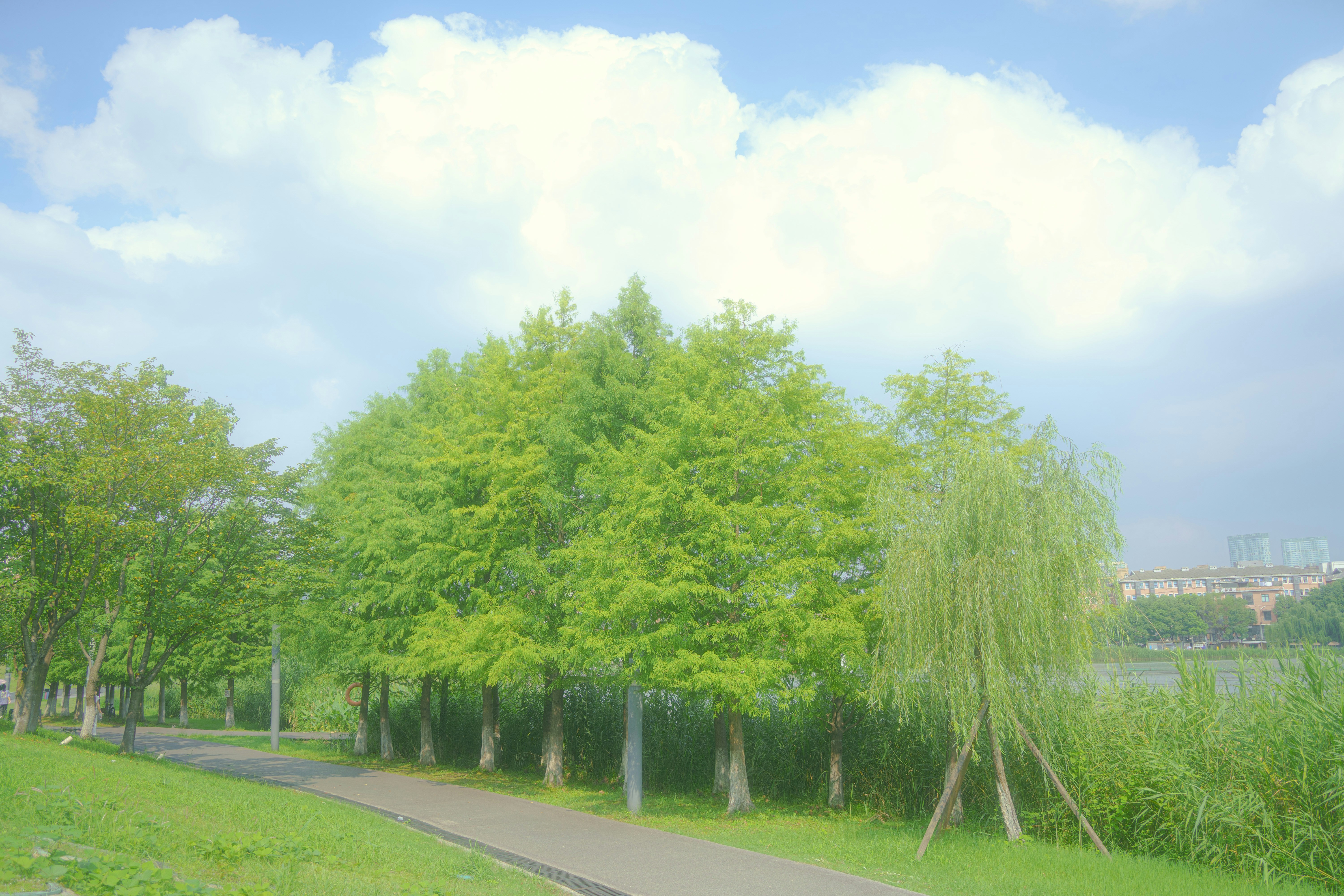 A row of bright green trees along a paved path near a lake
