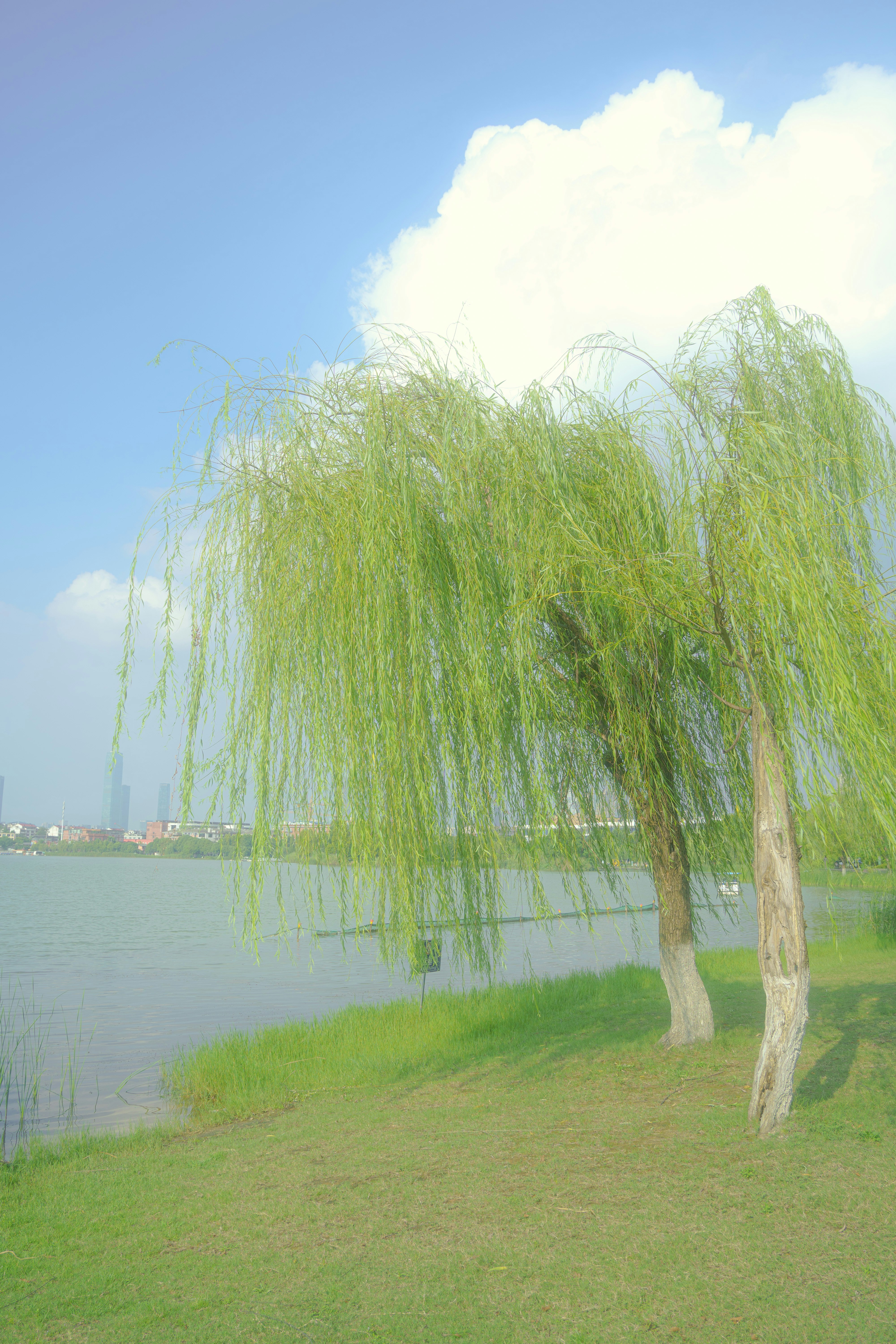 Two weeping willow trees on a grassy bank beside a calm lake