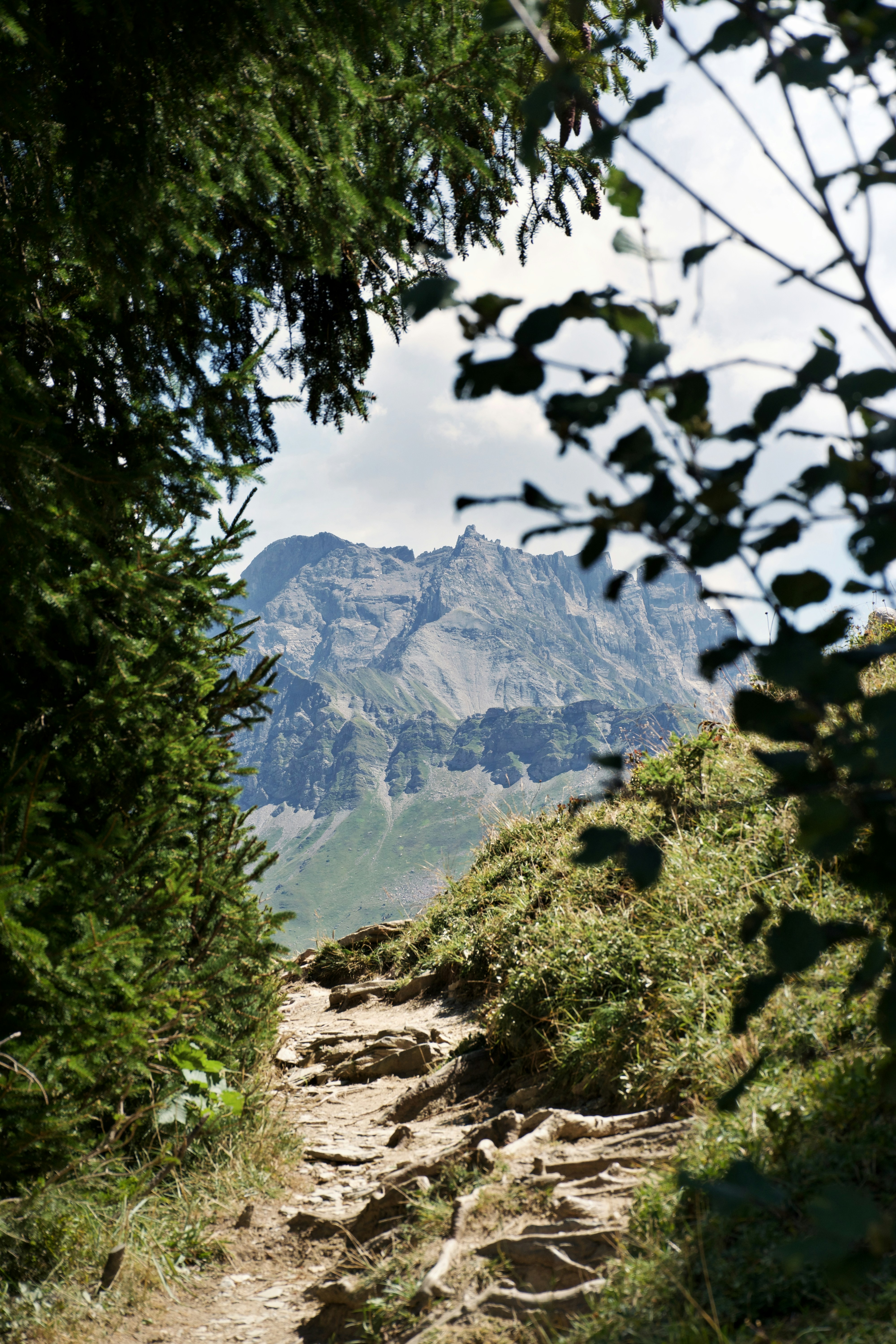 A rocky hiking trail framed by pine trees leading toward a jagged mountain peak