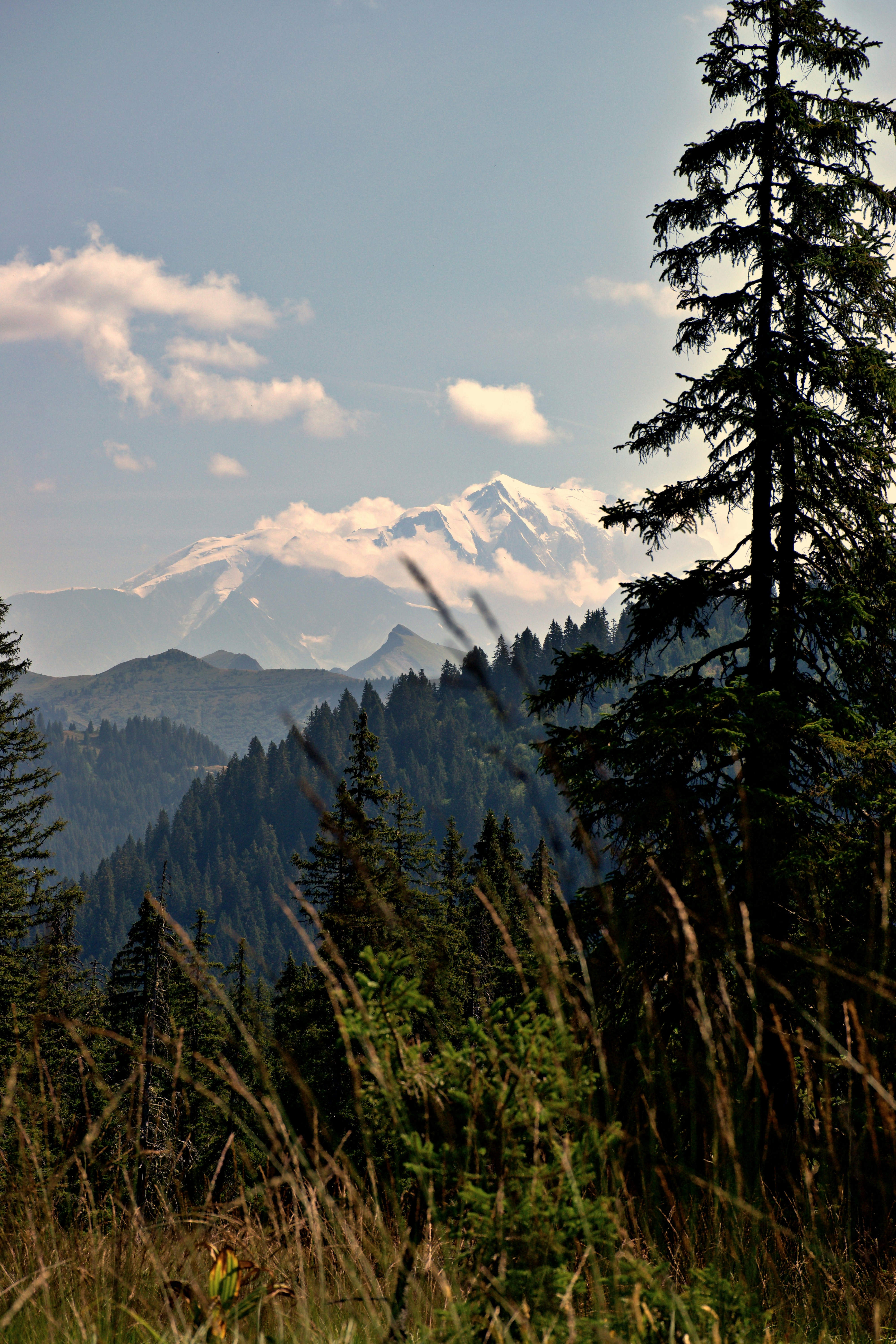 A tall pine tree in the foreground overlooking a forested mountain valley with snowy peaks