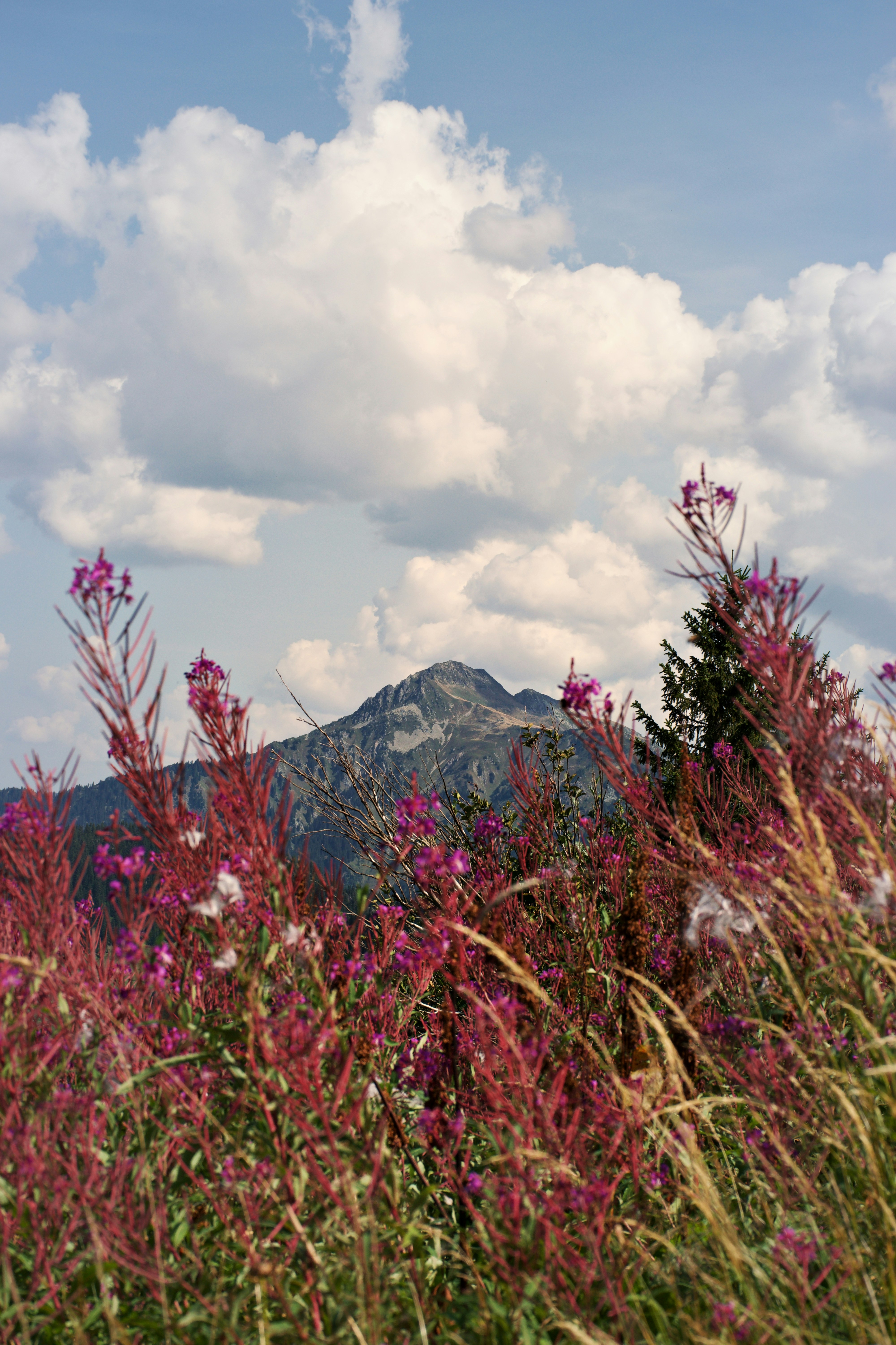 Pink fireweed flowers in the foreground with a mountain peak under a cloudy sky