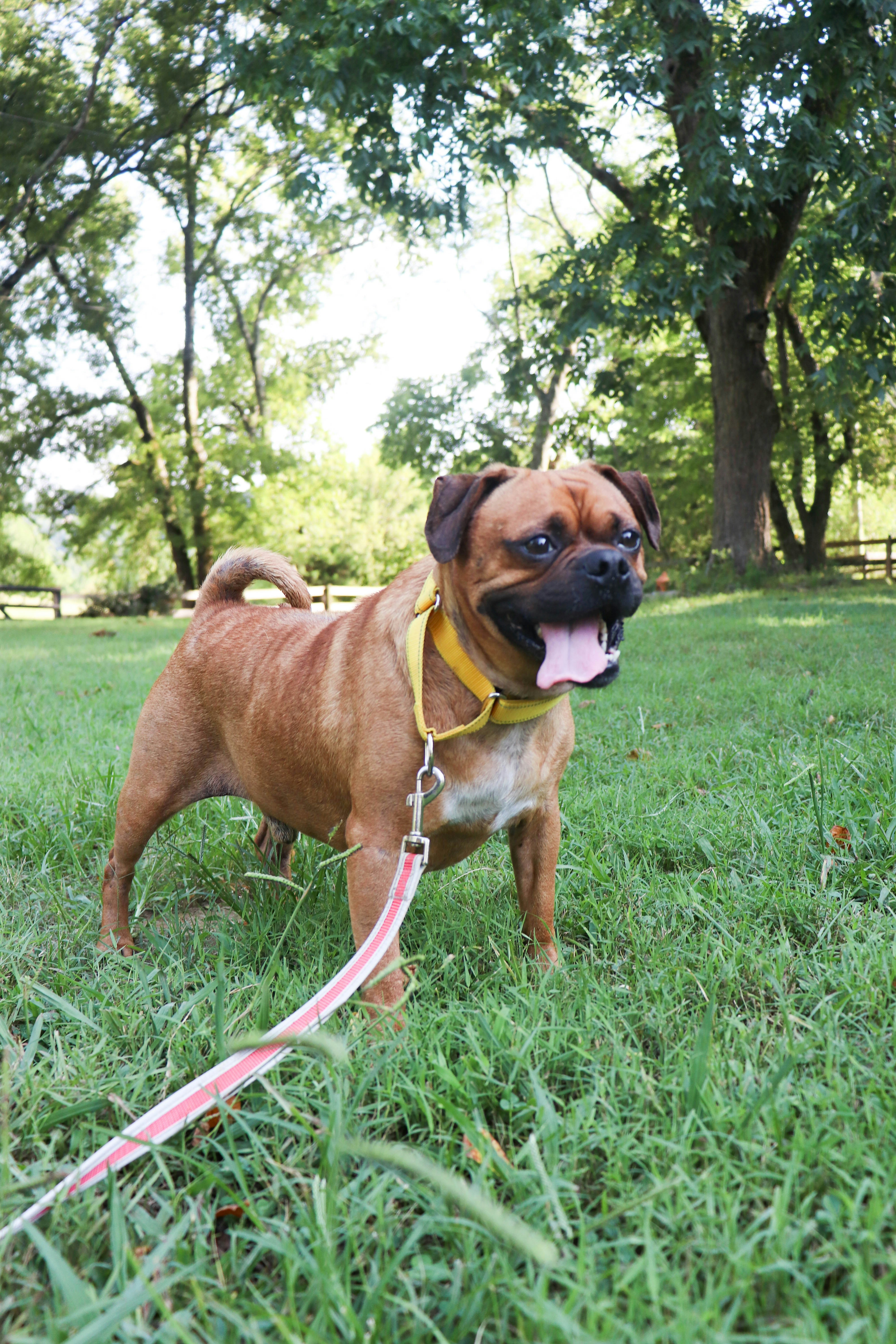 A brown pug mix dog with a yellow collar on a leash in a park