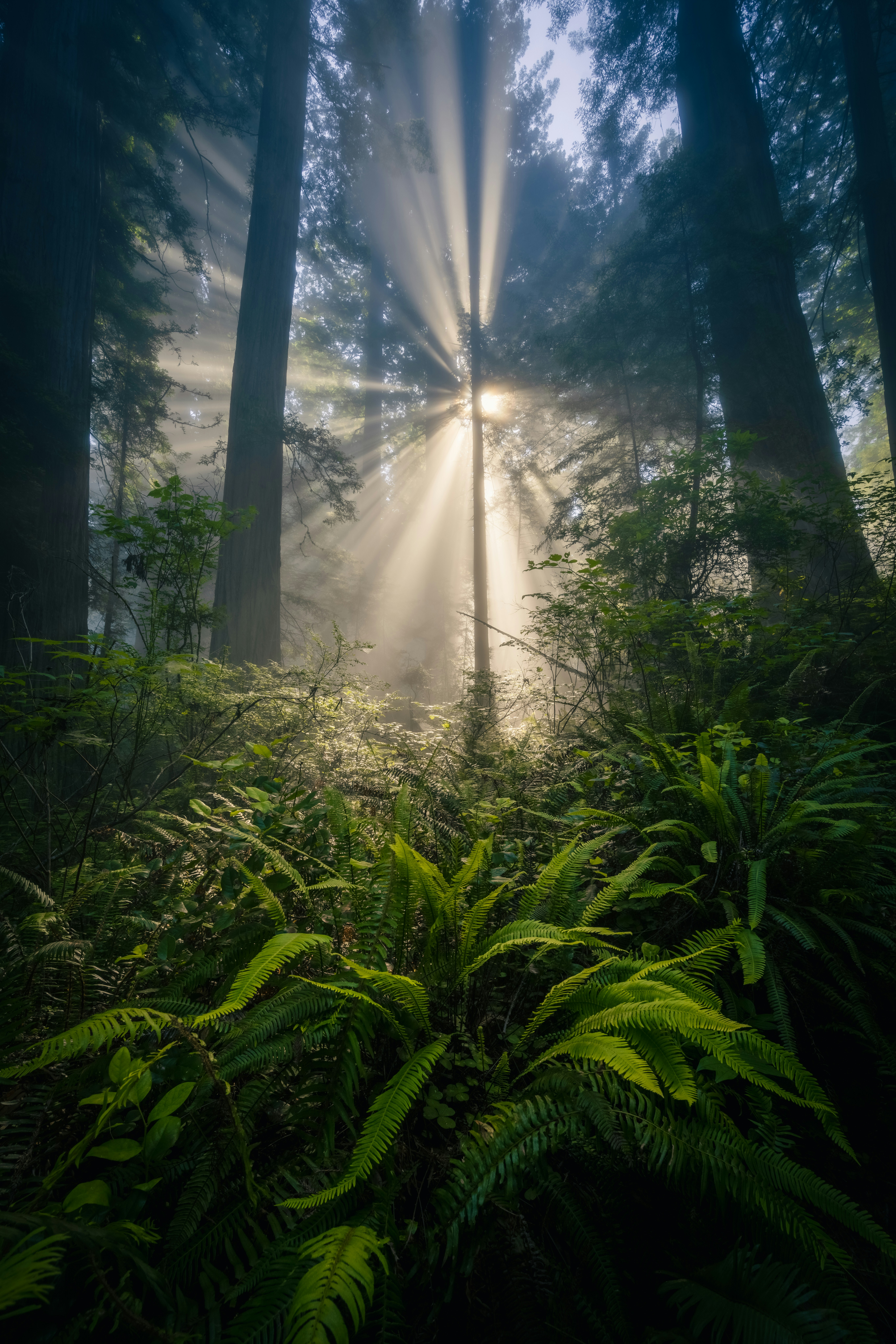 Sunlight streaming through mist in a redwood forest with lush green ferns