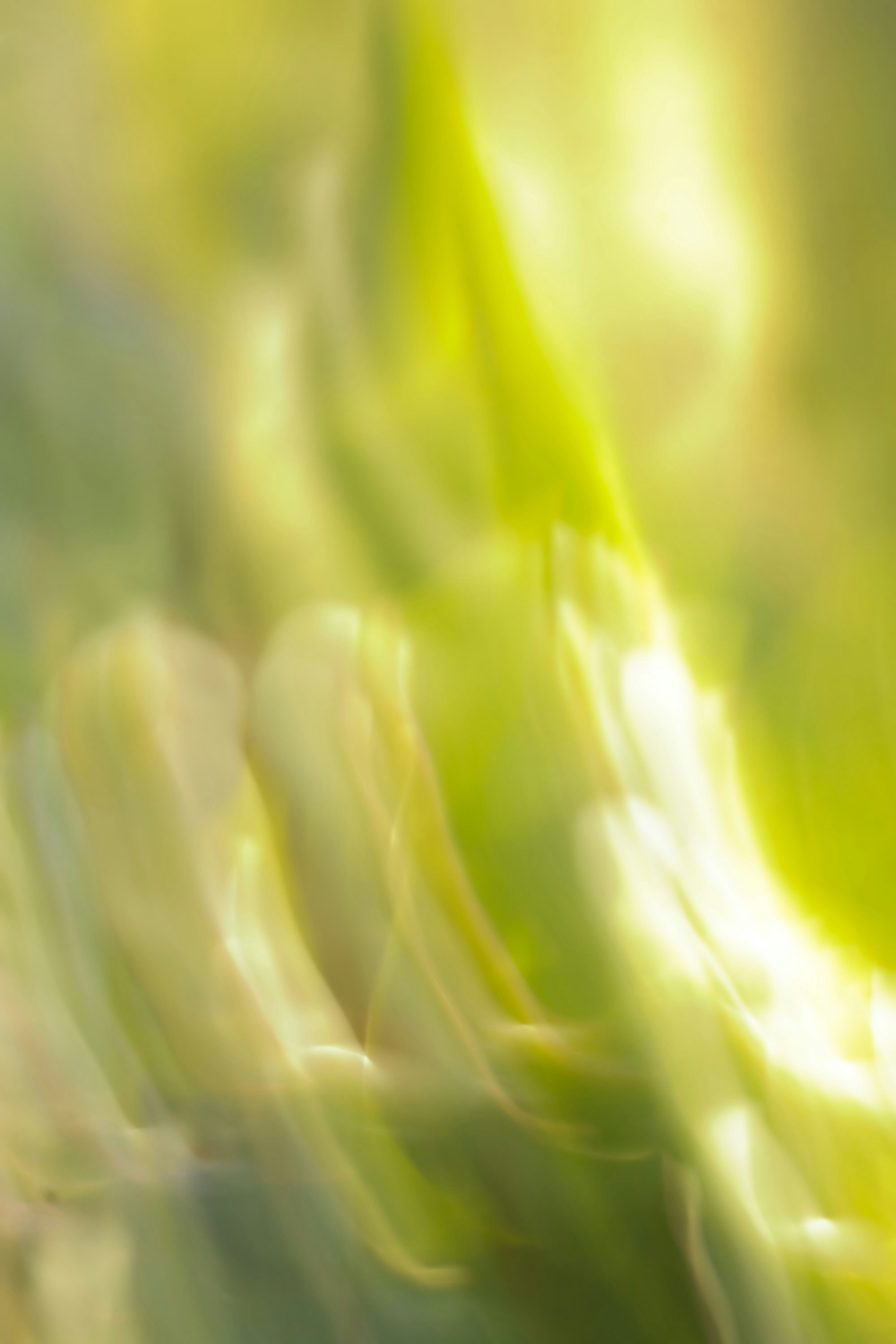 Abstract blurred shapes in shades of bright yellow and light green