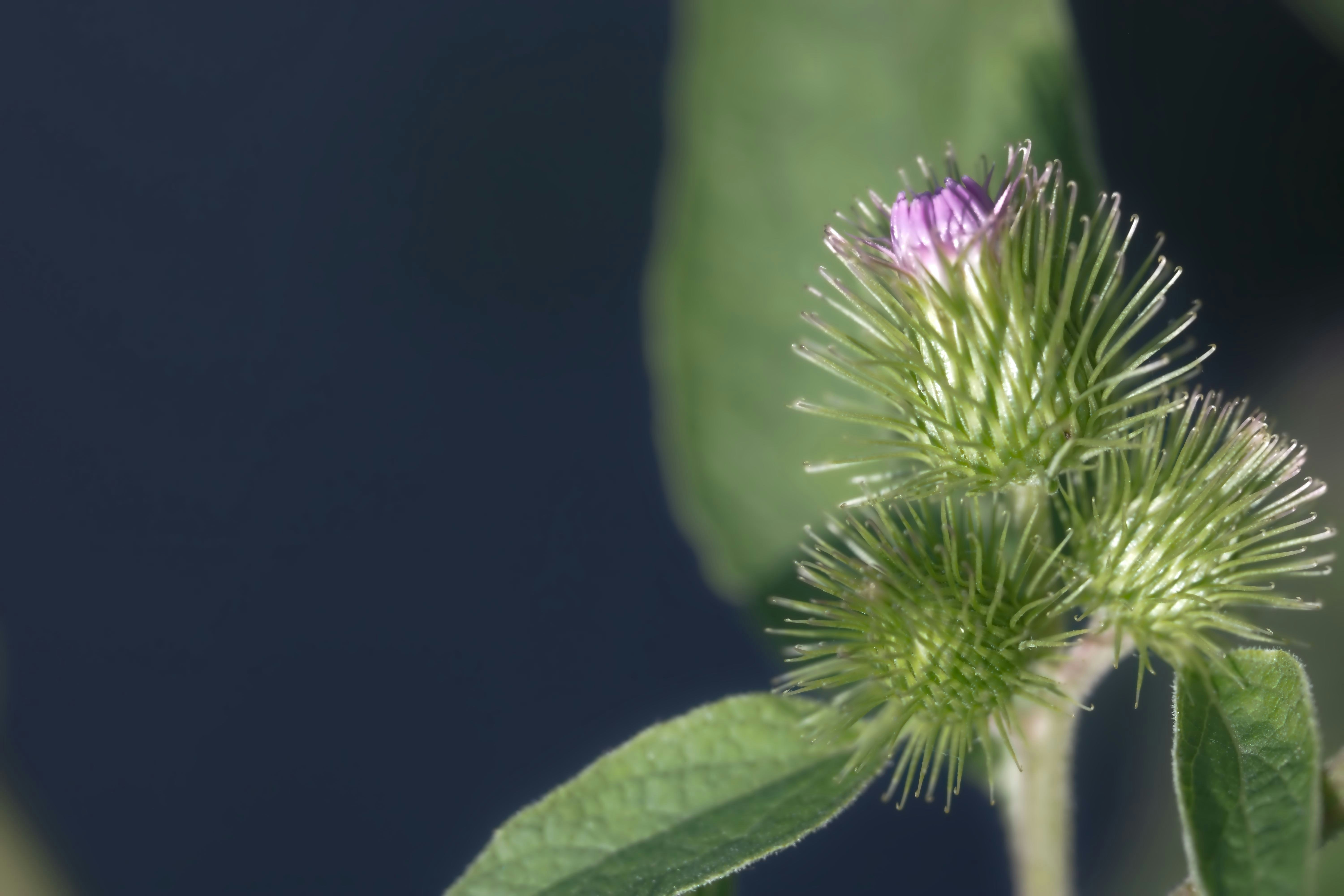 A spiky green burdock flower head with a small purple bloom