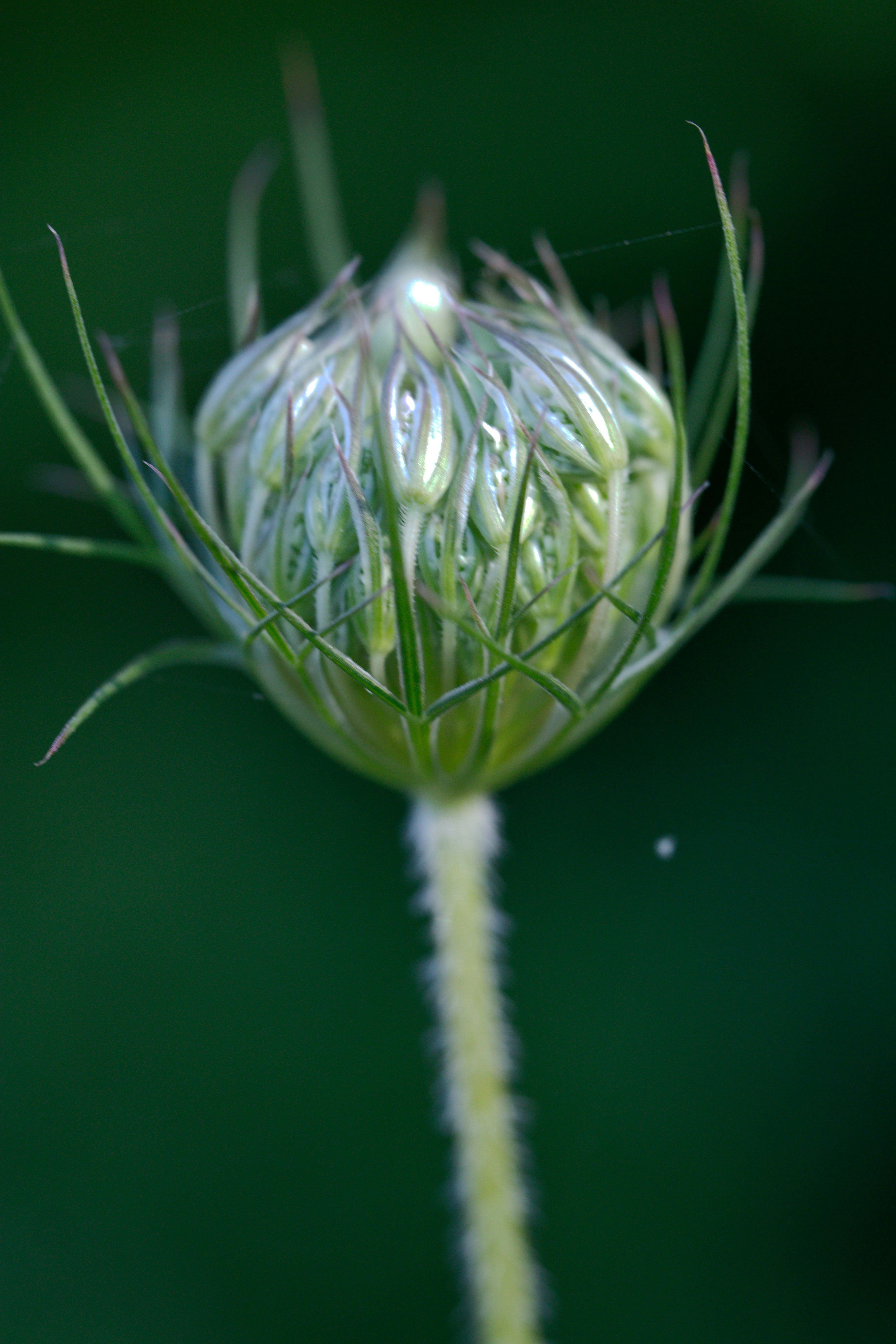 A closed green flower bud with thin bracts on a fuzzy stem