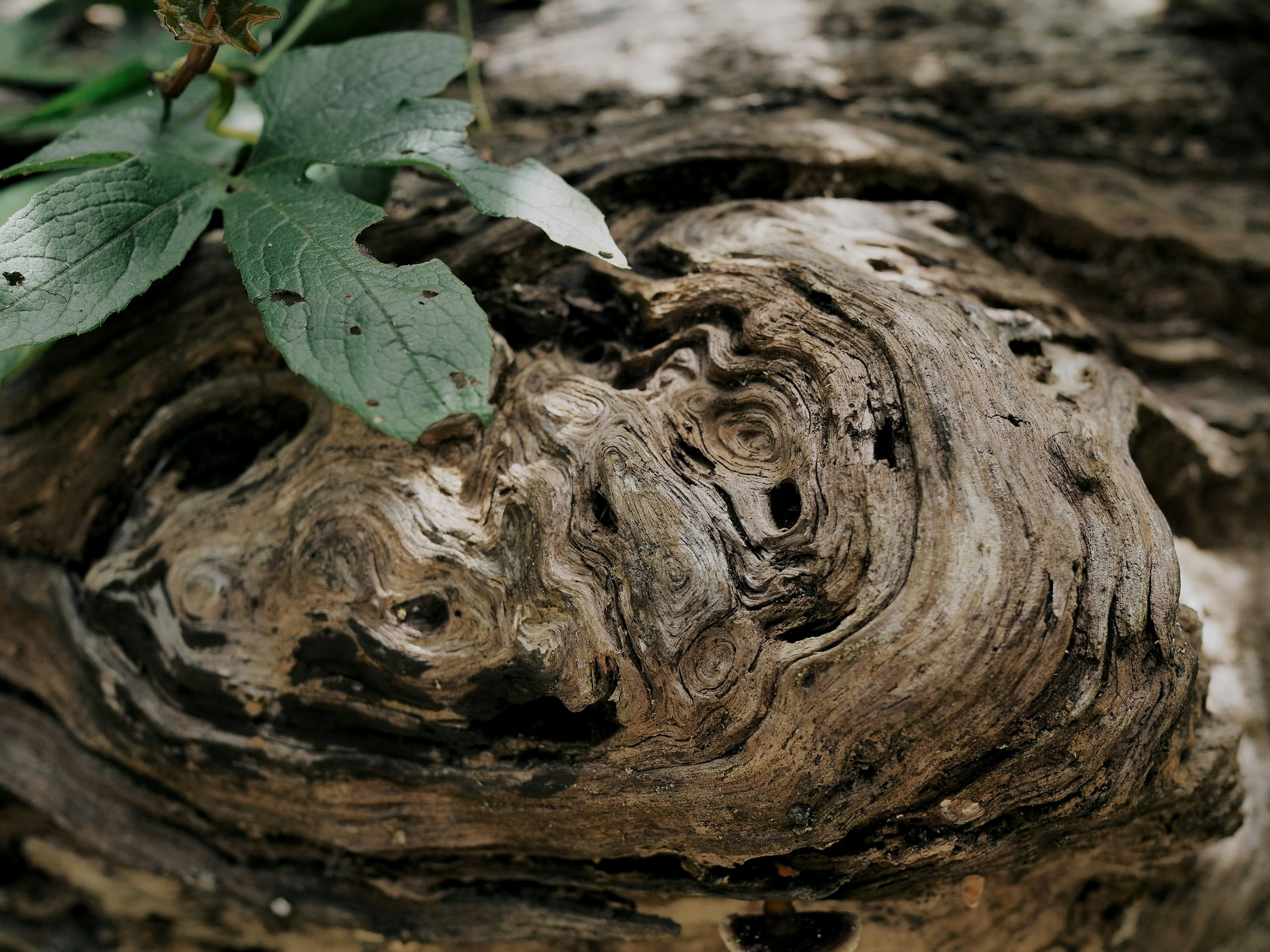 driftwood bath bomb, wallpaper, Bath Bomb Crafts for Beginners: Driftwood Gift Basket Ideas 6