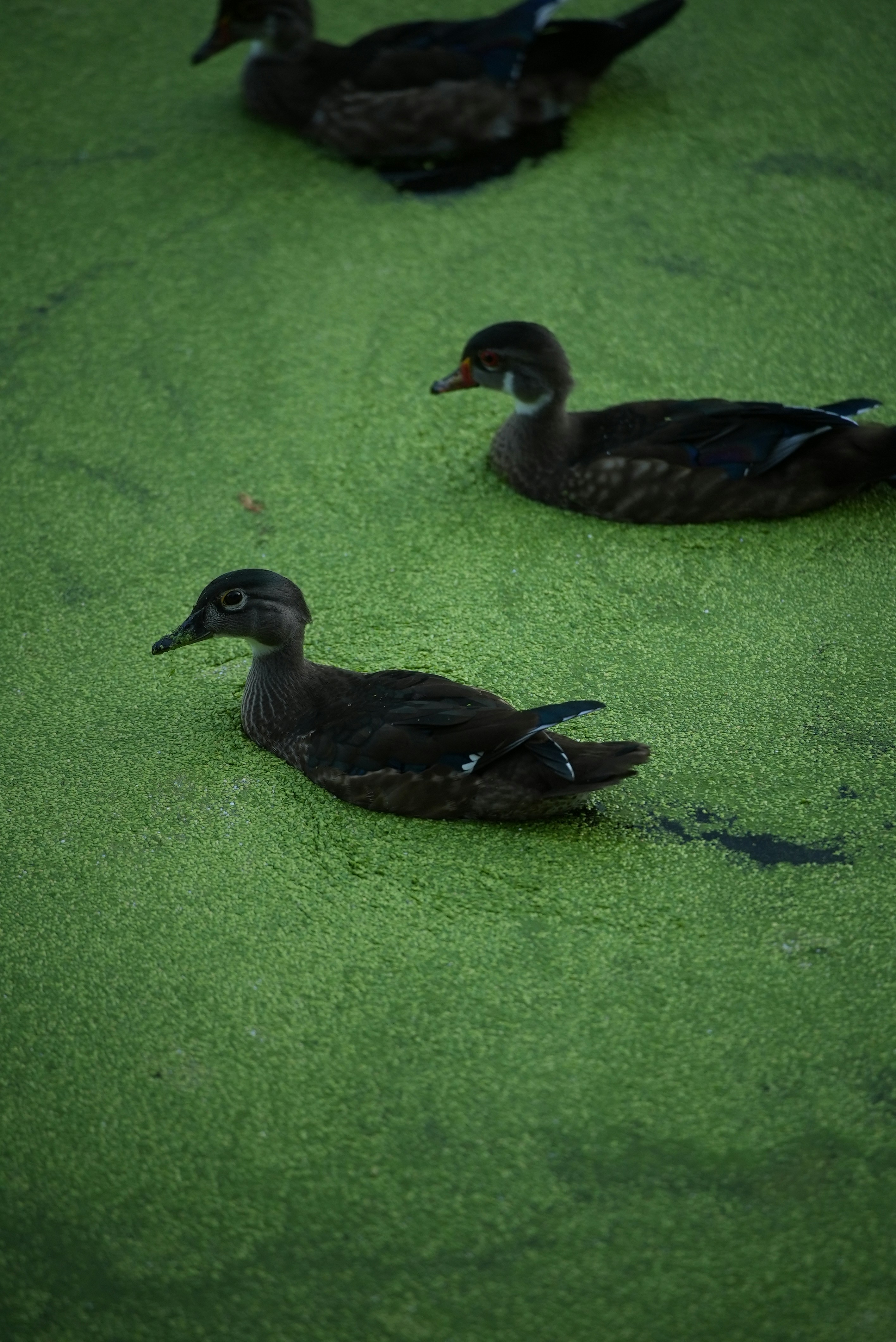 Wood ducks on green pond - Free Photo on Unsplash