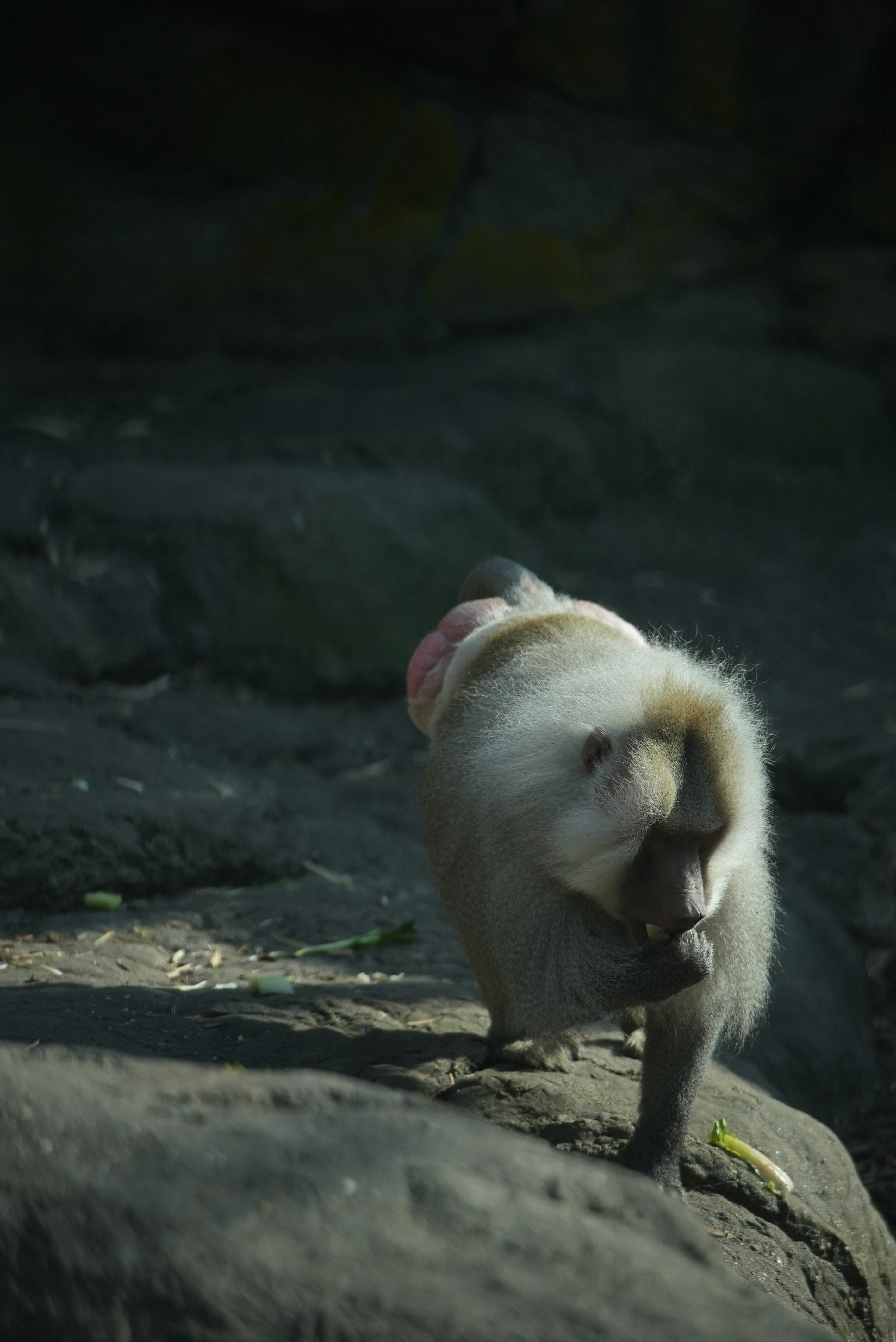 A hamadryas baboon walking on dark rocks while eating a piece of food