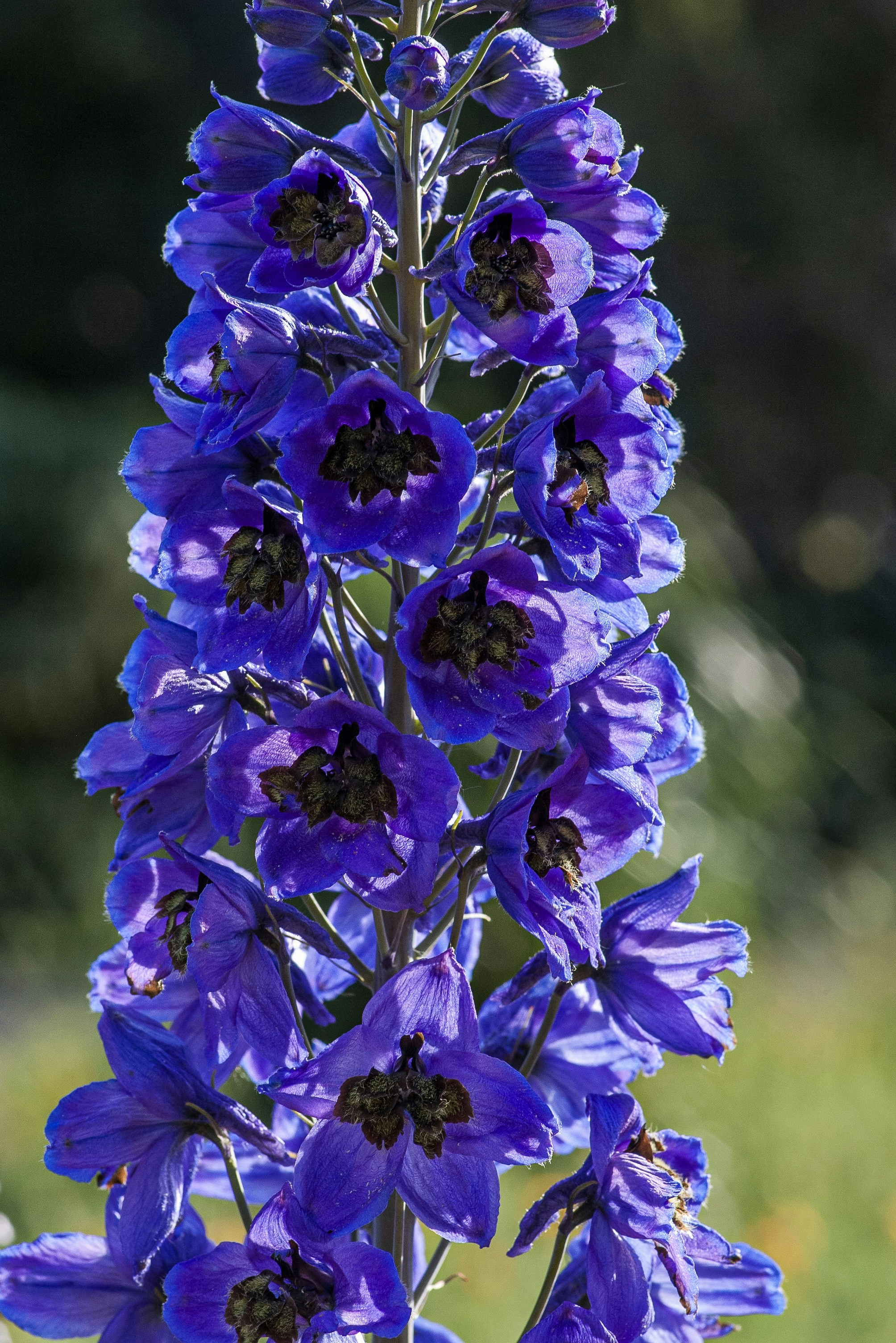 A tall delphinium flower spike with vibrant blue petals and dark centers
