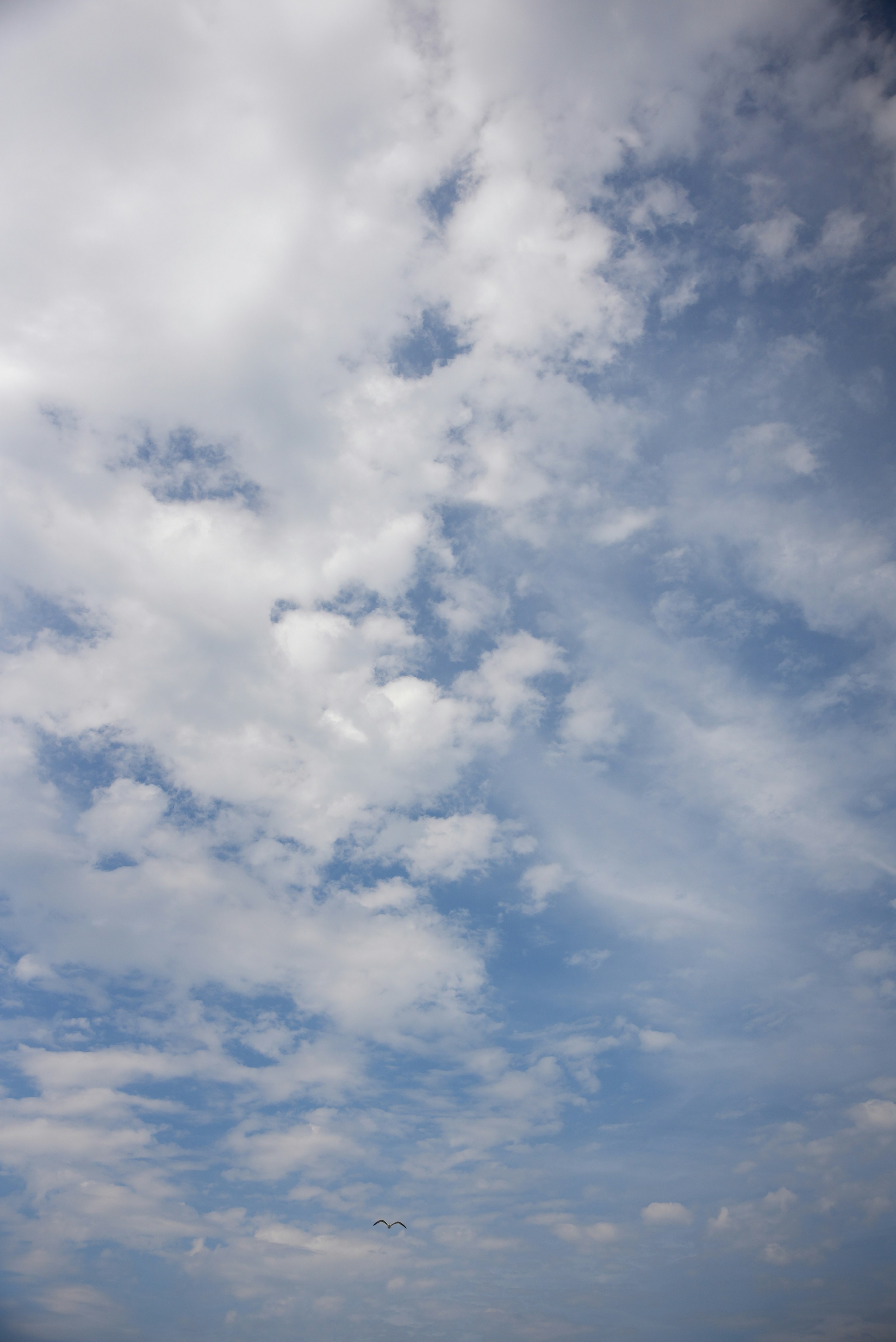 A small bird flying in a vast blue sky with scattered white clouds