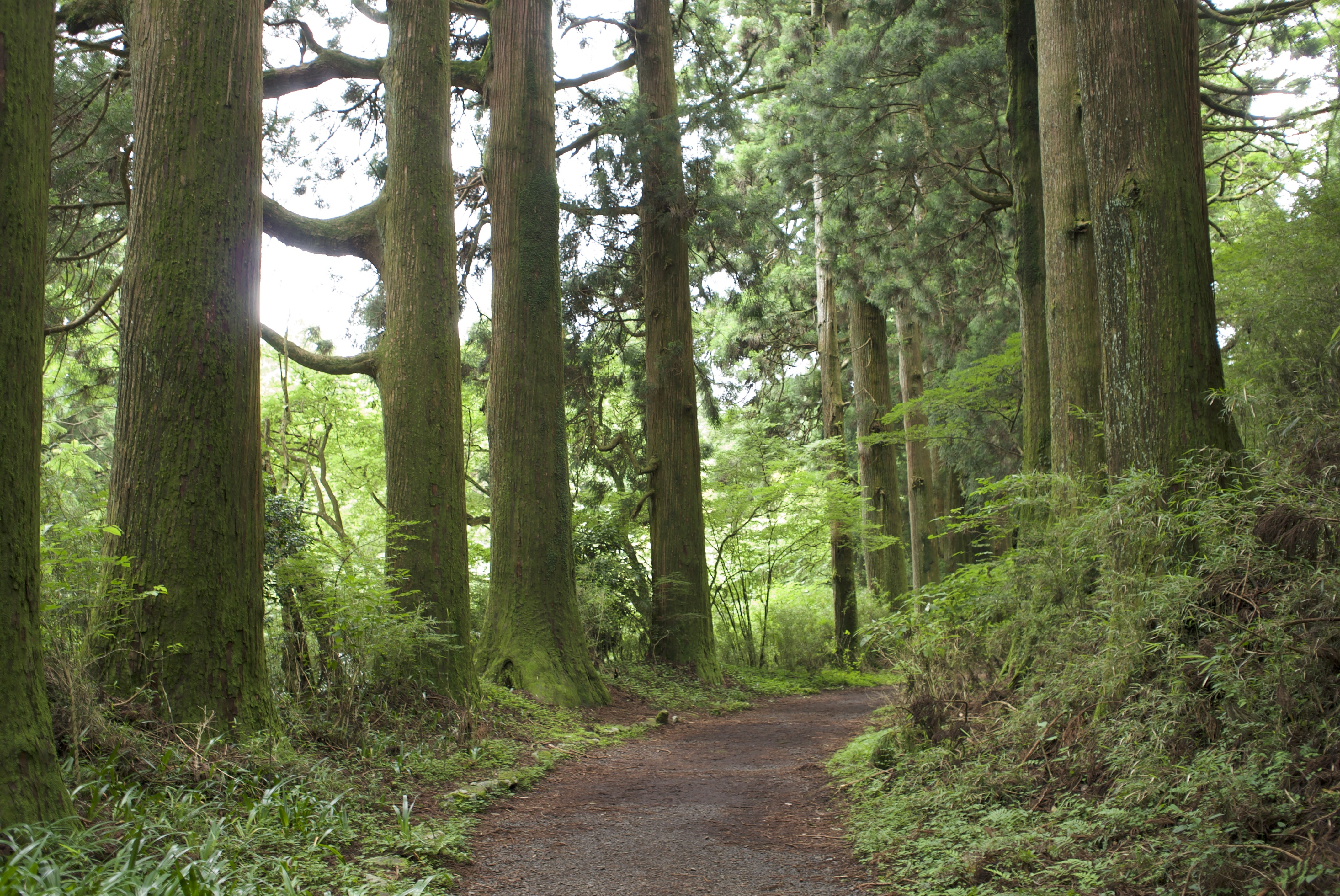 Mossy cedar forest trail, Kumano Kodo style, Japan