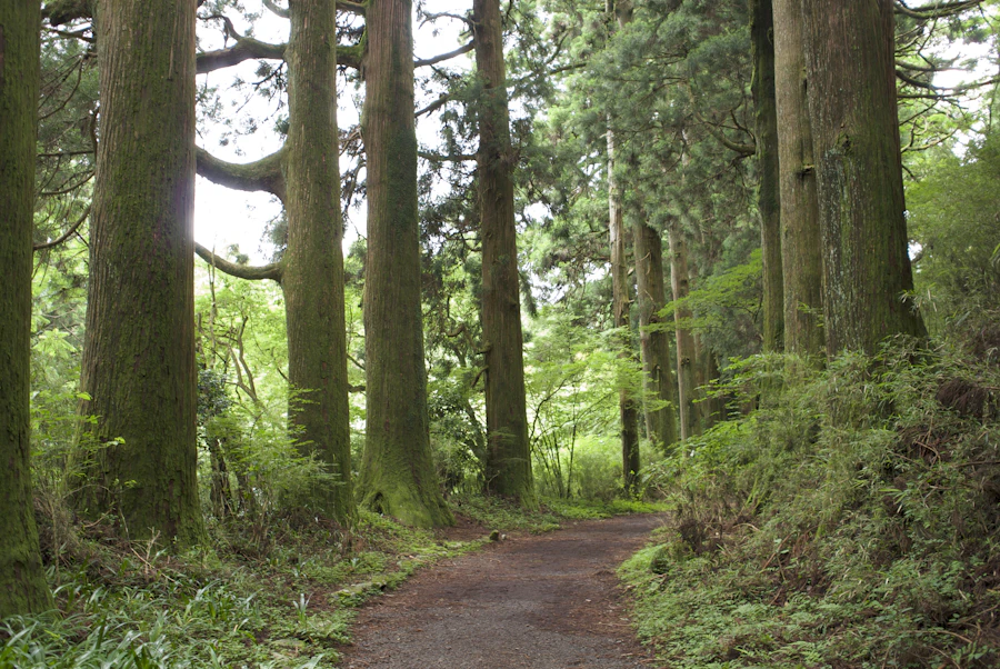 A dirt path winding through a forest of tall, mossy cedar trees