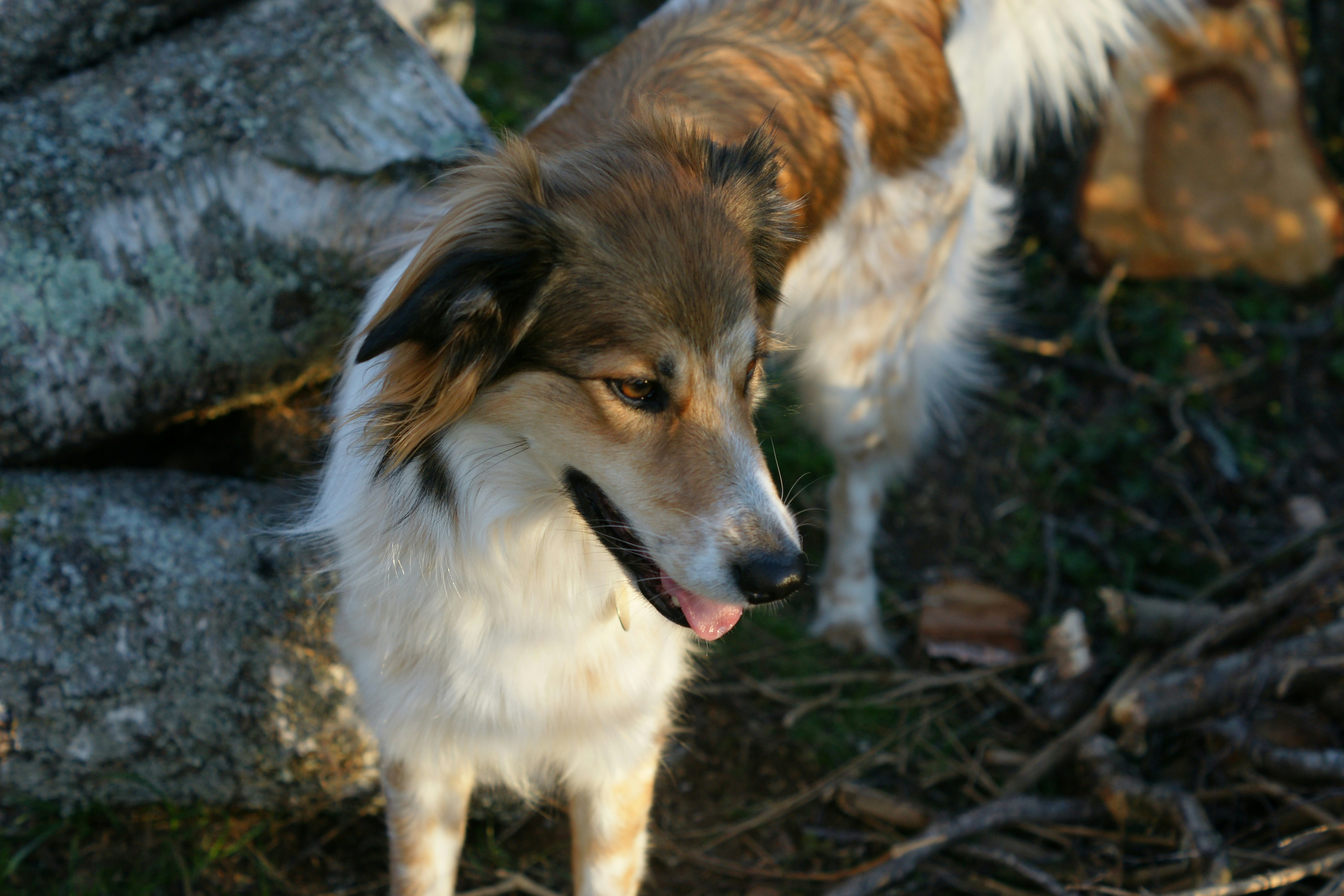 A brown and white dog standing near a pile of logs in sunlight